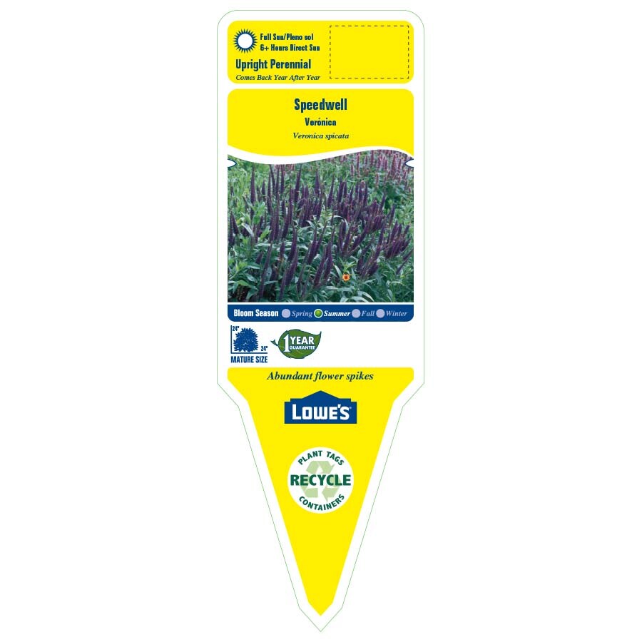 Lowe's NURSERY perennials - View #2