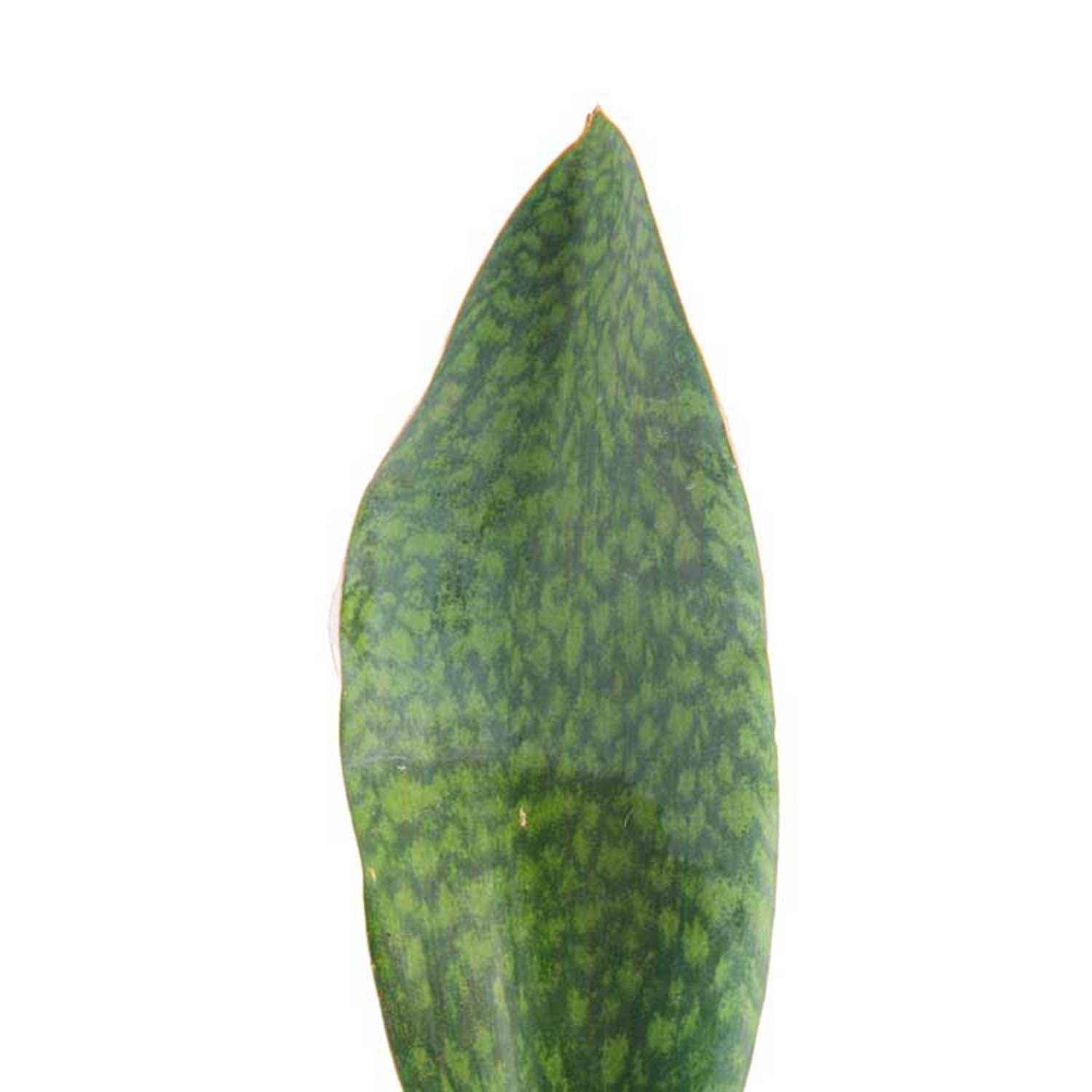 Costa Farms M-WSS-P-GMS-01-LW hseplants - View #3