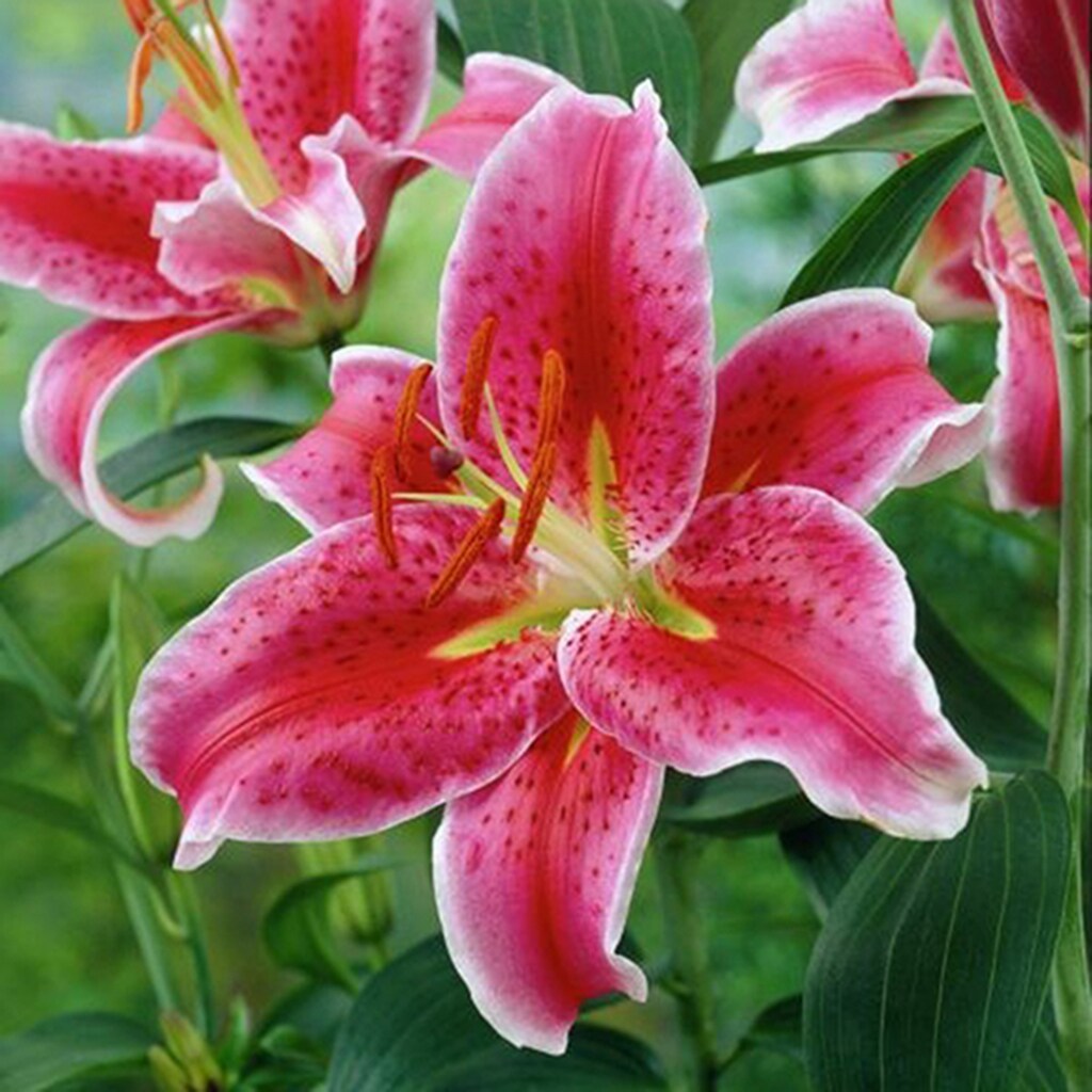 Van Zyverden Pink Lilies Oriental Stargazer Bulbs 12-Count in the Plant ...