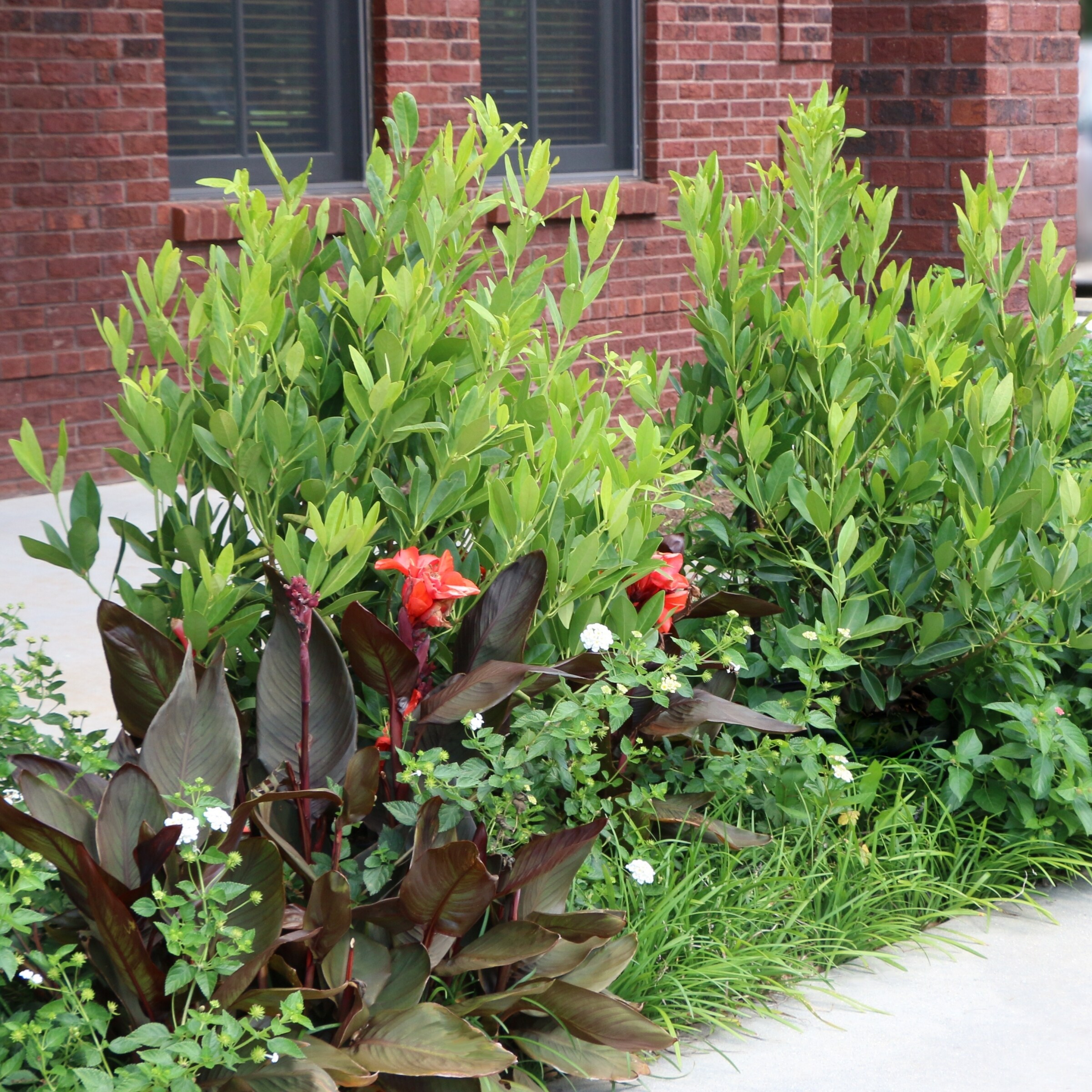 National Plant Network LW7194 shrubs - View #2