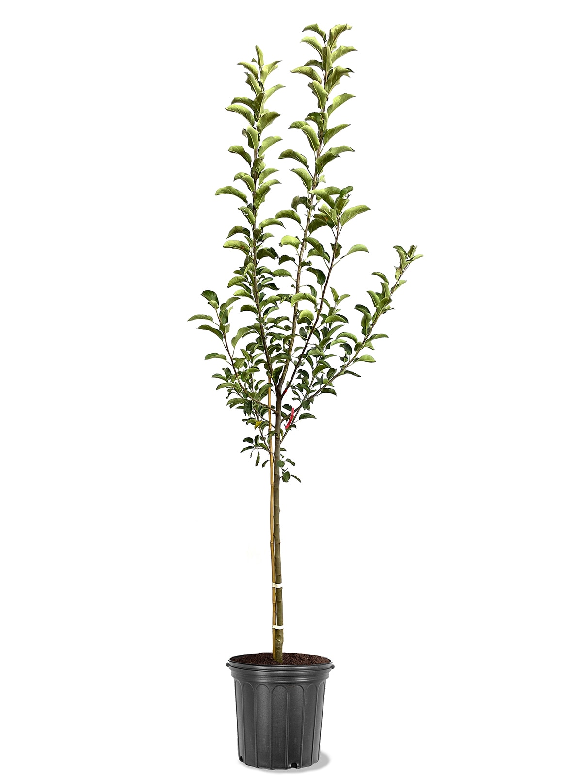 Southern Planters APPSHI05G 3.84 -Gallon White Fruit Shizuka Apple In pot (with soil)