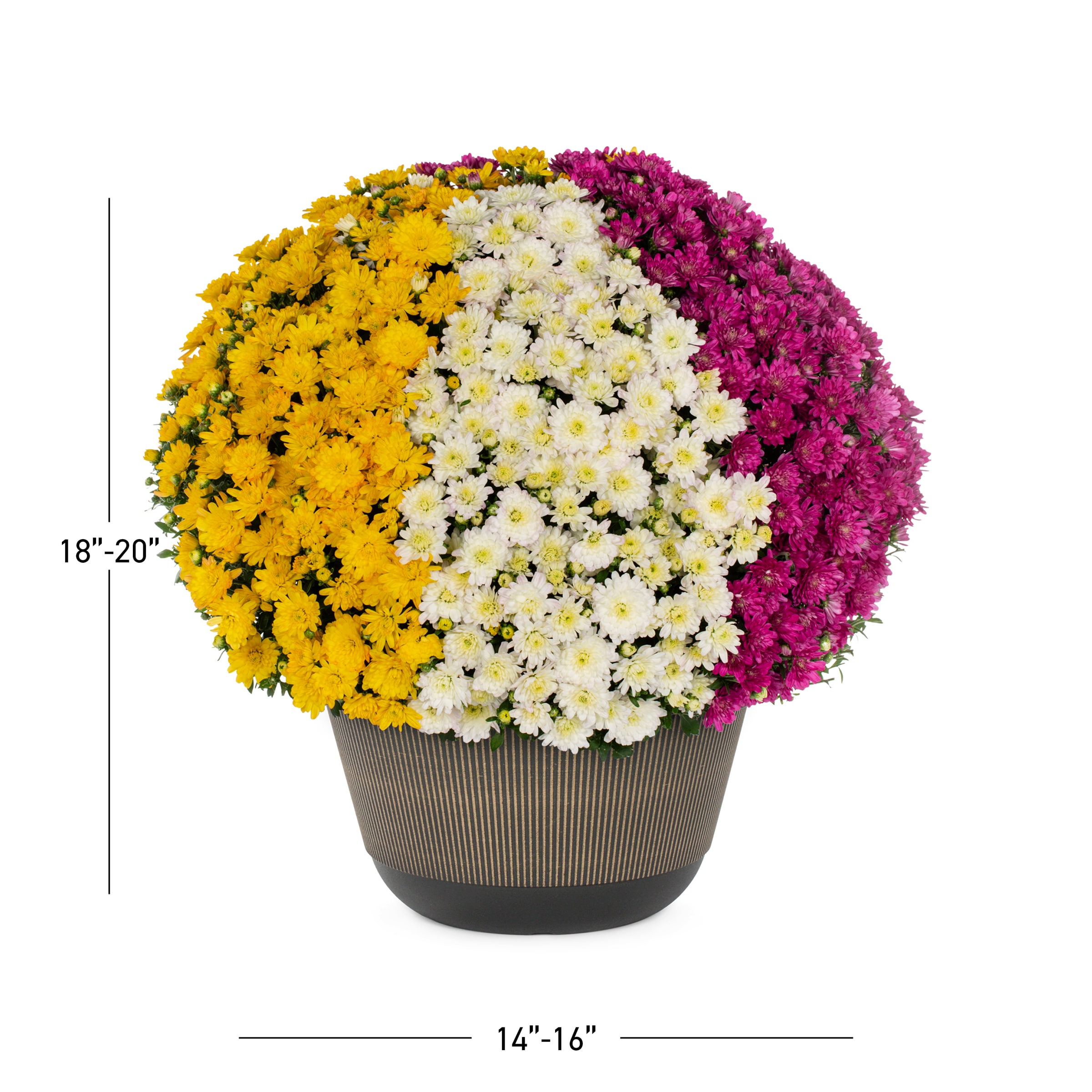 Lowe's NURSERY annuals - View #3