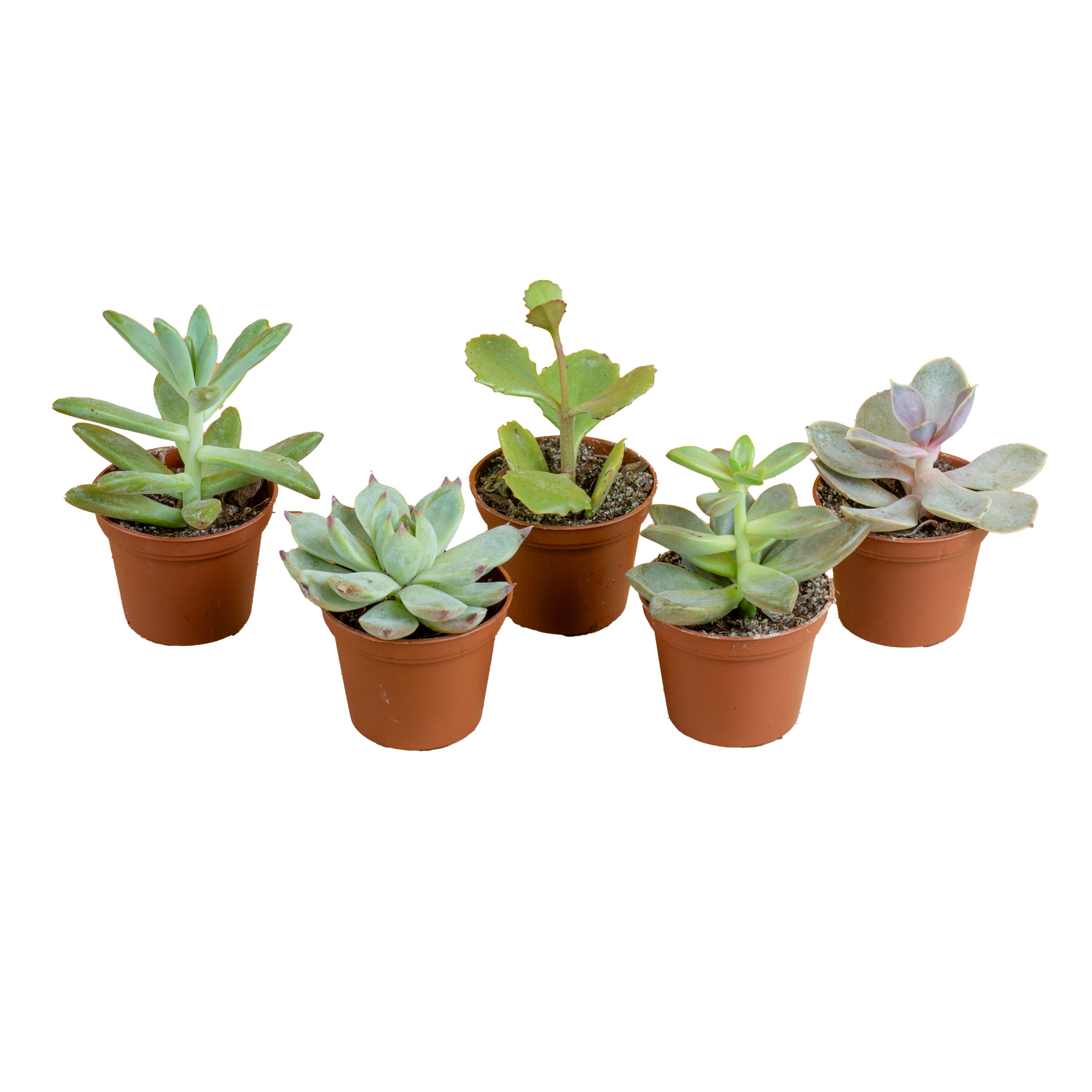 Costa Farms P-SUC-G-POT-30-LW Cacti-Succulents - View #2