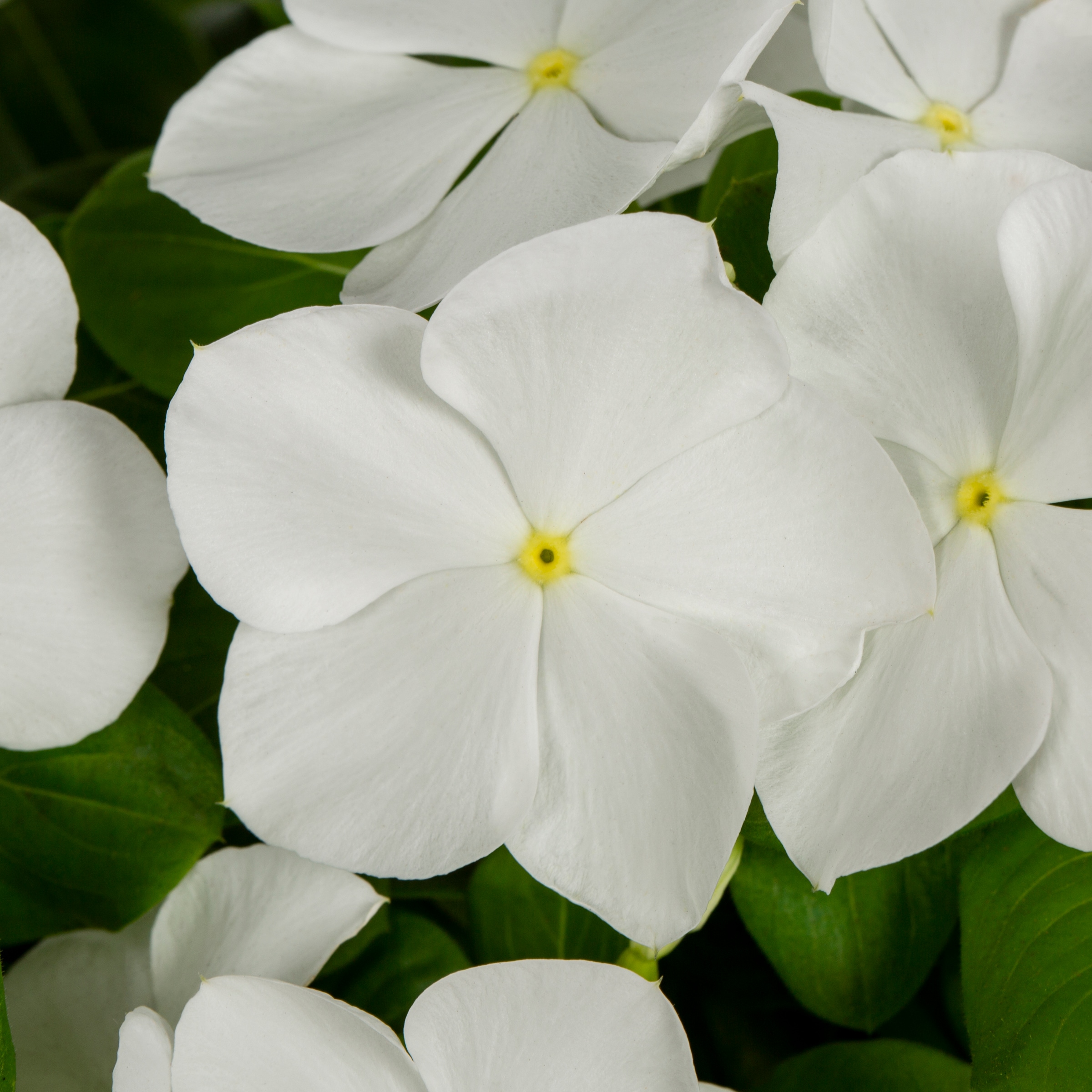 Lowe's NURSERY annuals - View #2