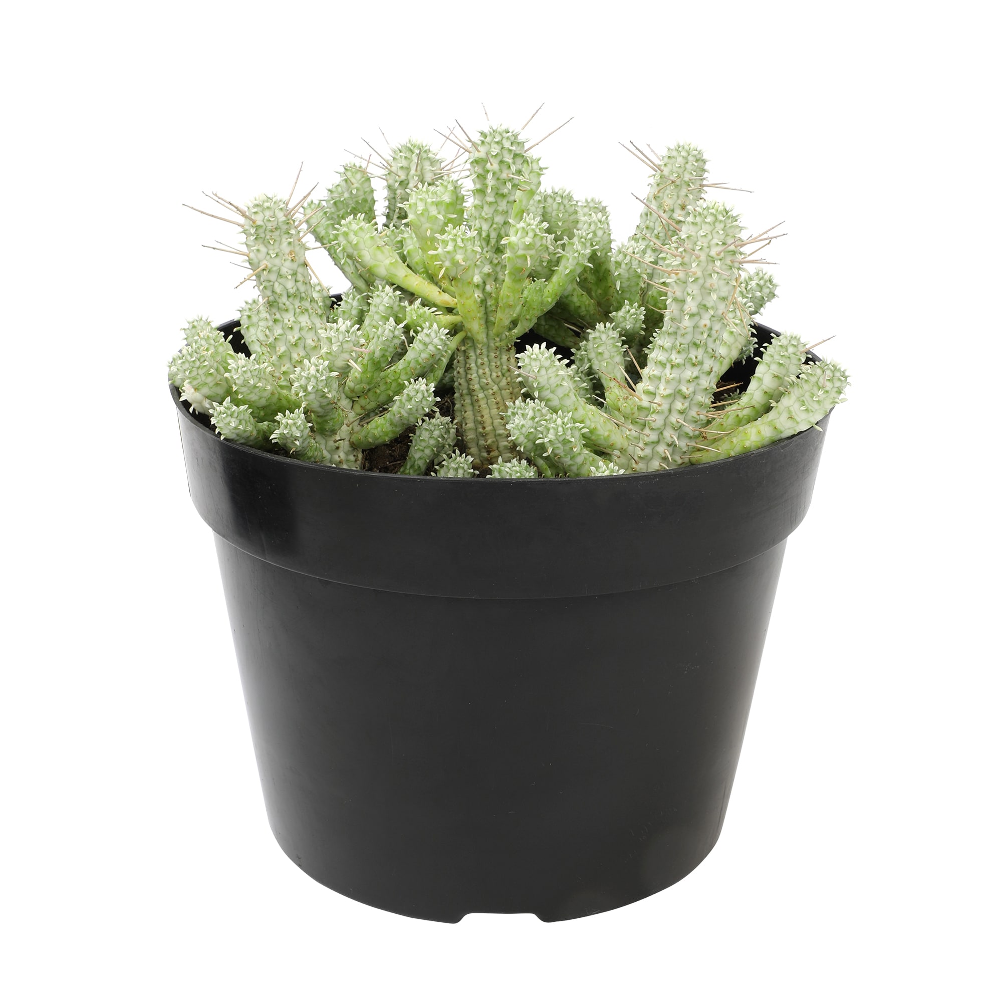 Lowe's 665342 hseplants - View #3