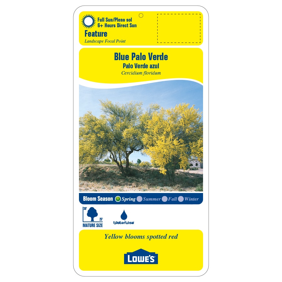 Lowe's NURSERY trees - View #2