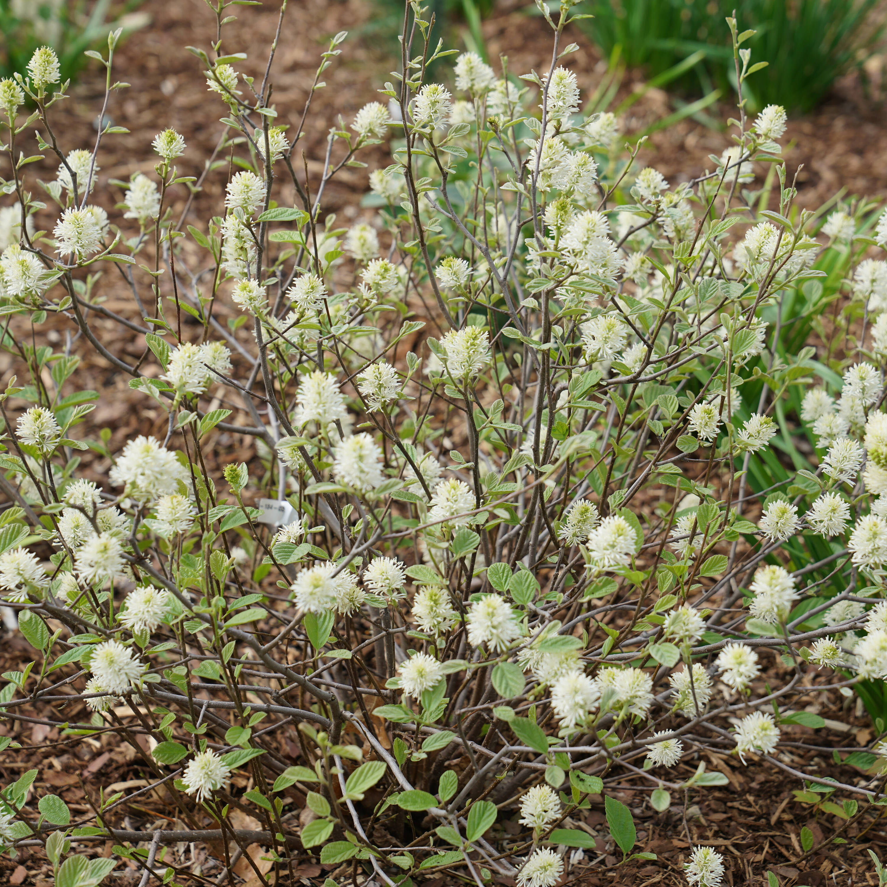 Proven Winners FOTPRC1017800 Legend of the Small Bottlebrush (Fothergilla) Flowering Shrub in 1 -Quart Pot 1.0 -Pack with White Blooms