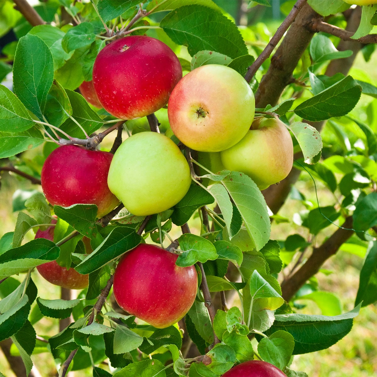 Gurney's Seed and Nursery 74477 1 Count Fruit Tree Double Delight Standard Apple Starter Bareroot