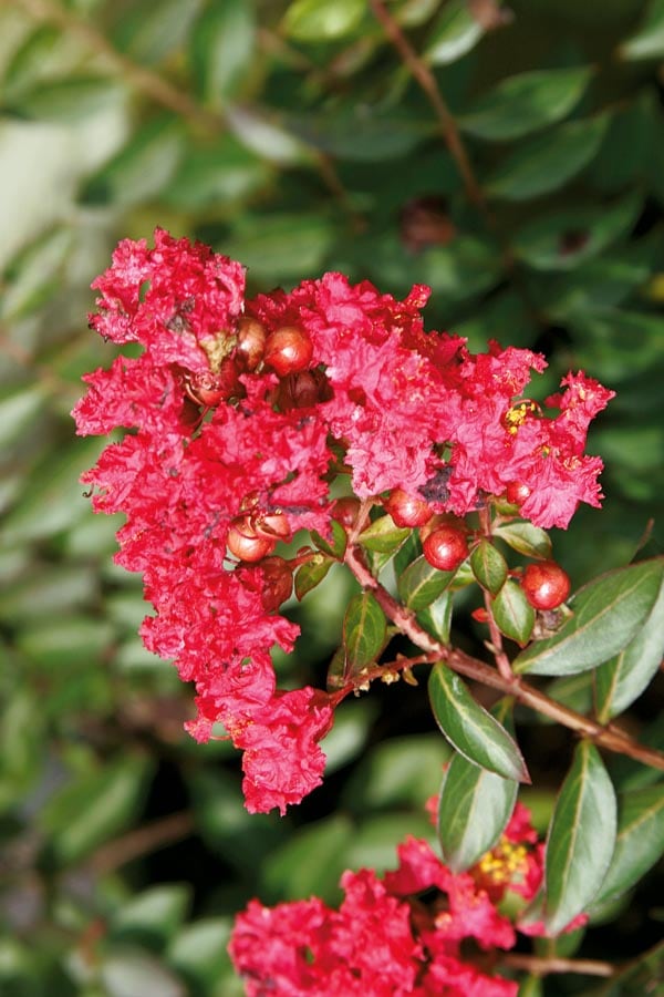 Monrovia NURSERY Red Cherry Dazzle Dwarf Crape Myrtle Flowering Shrub in 1-Gallon Pot