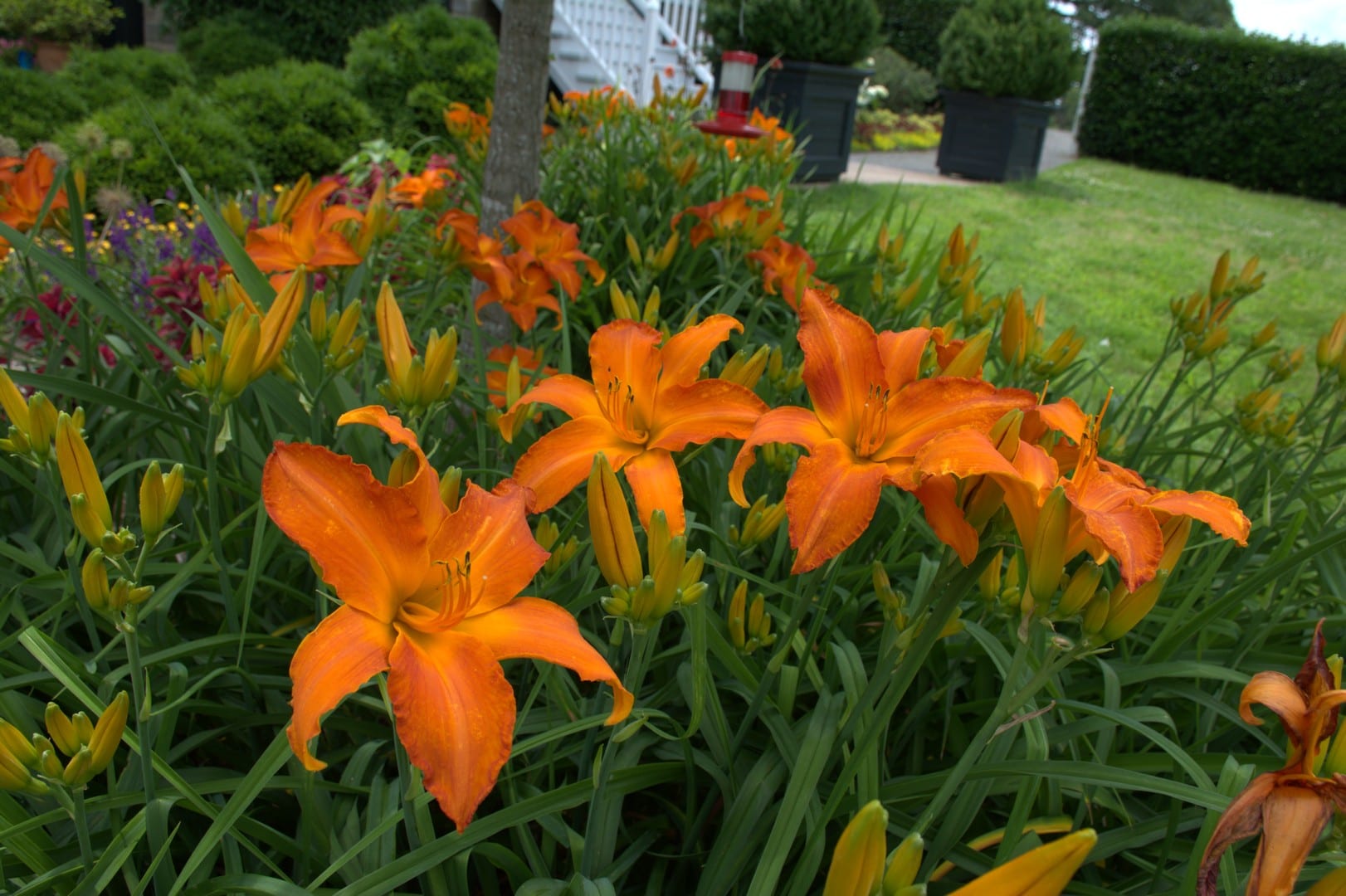 Lowe's NURSERY Daylily Flowering Shrub in 1 -Gallon Pot with Multicolor Blooms