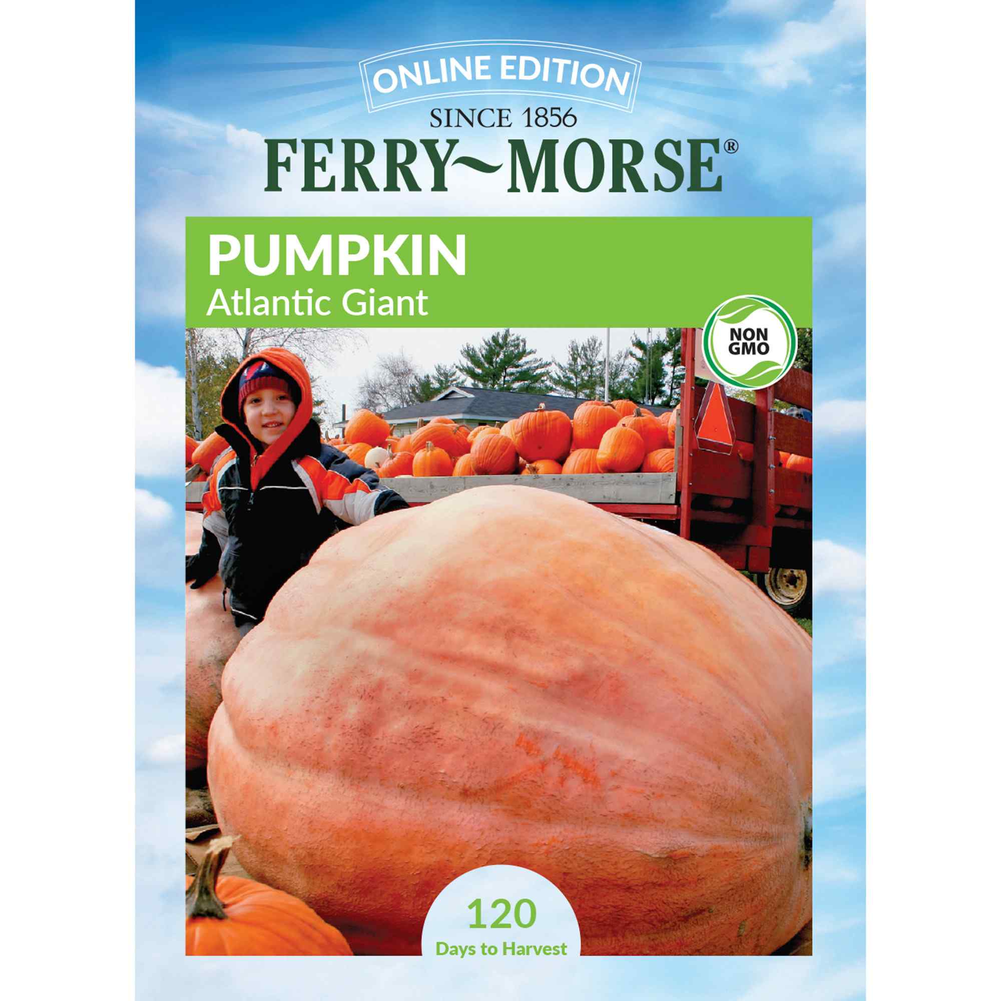 Ferry-Morse LC25.0077 Pumpkin Seeds 3.5 Gram(s)