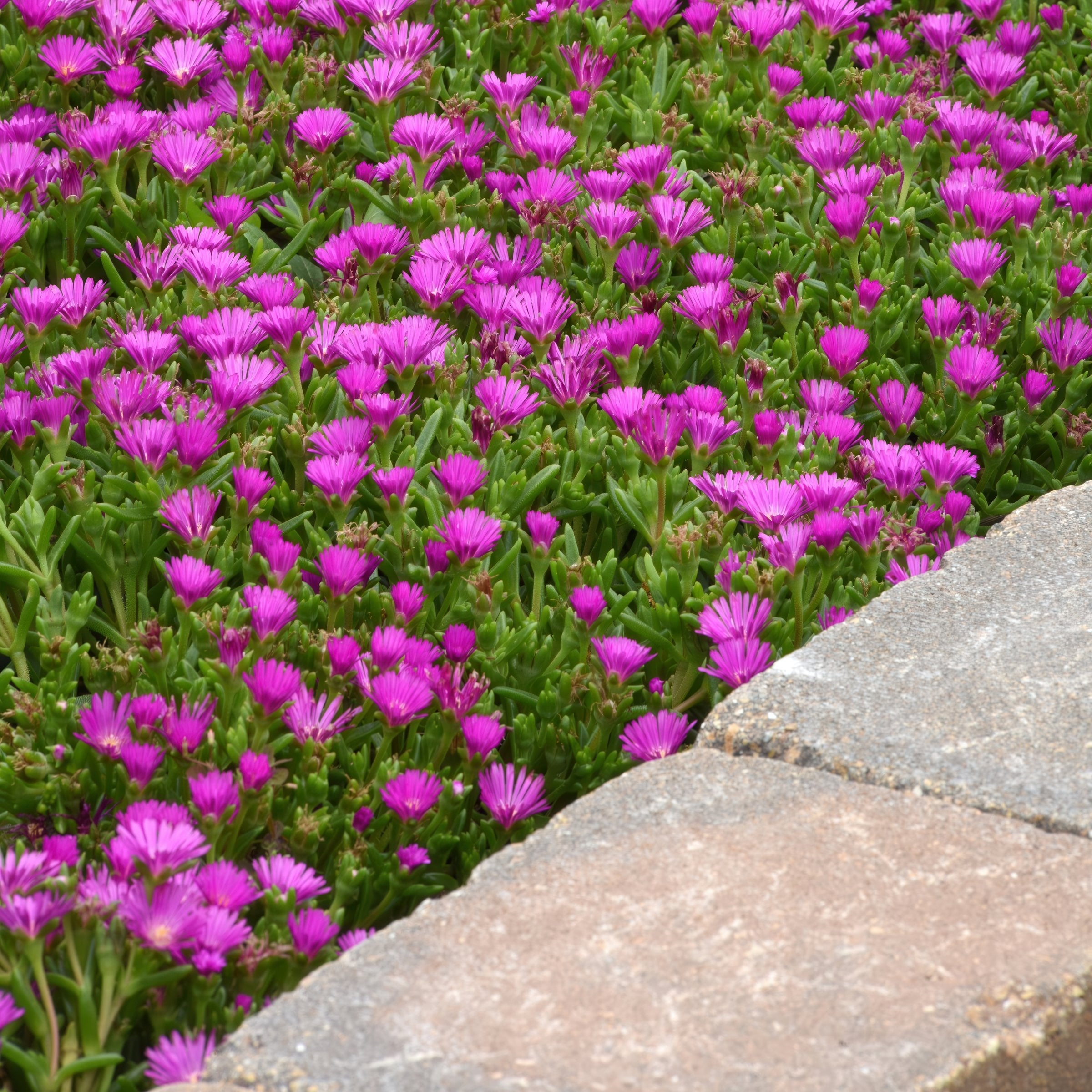 National Plant Network LW2202 perennials - View #2