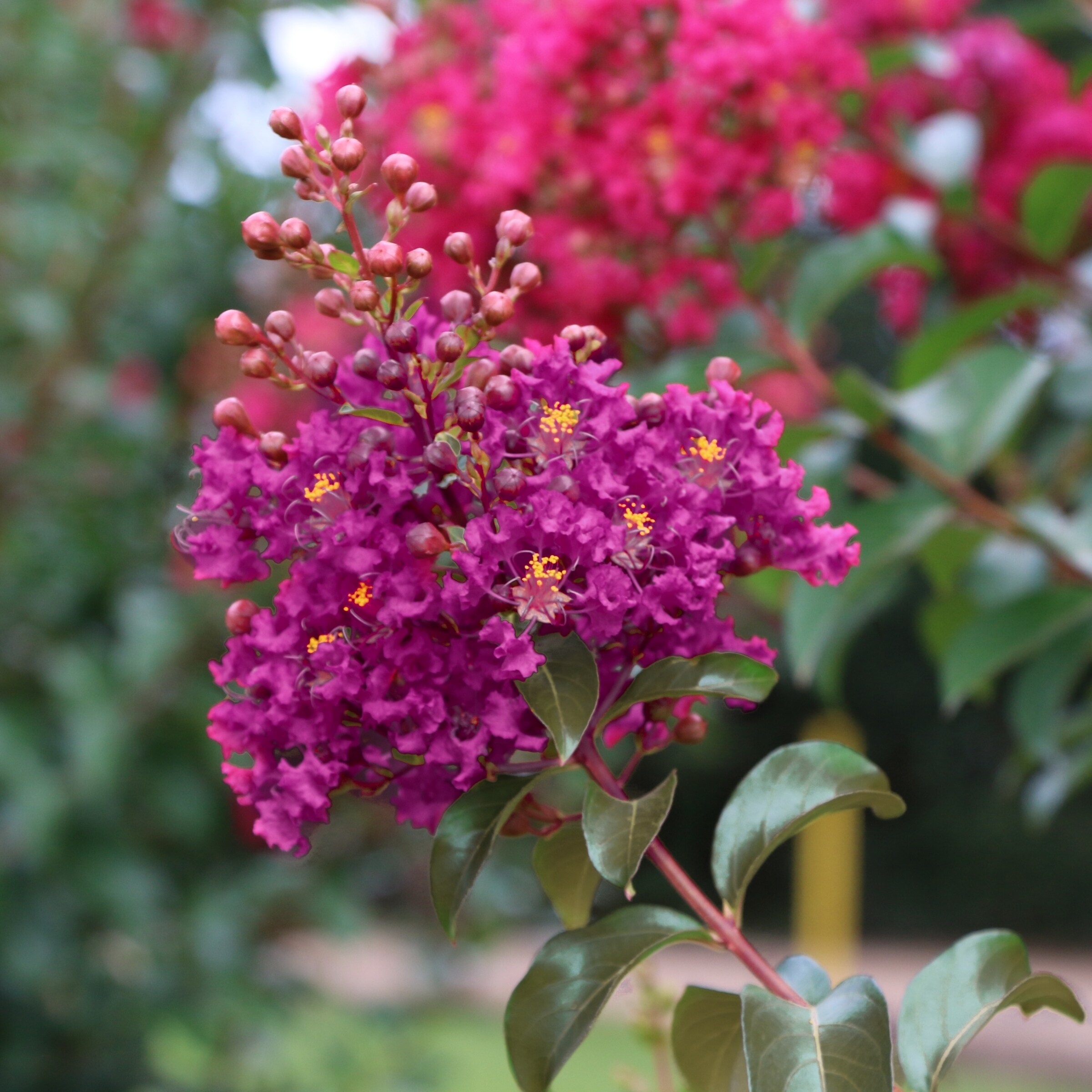 National Plant Network Pink Crape Myrtle Flowering Shrub In 2-gallon 