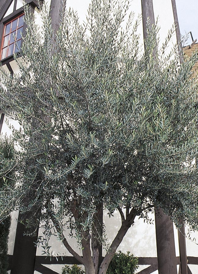 WILSON'S FRUITLESS OLIVE (Olea europaea 'Wilsoni') - Treeland Nurseries