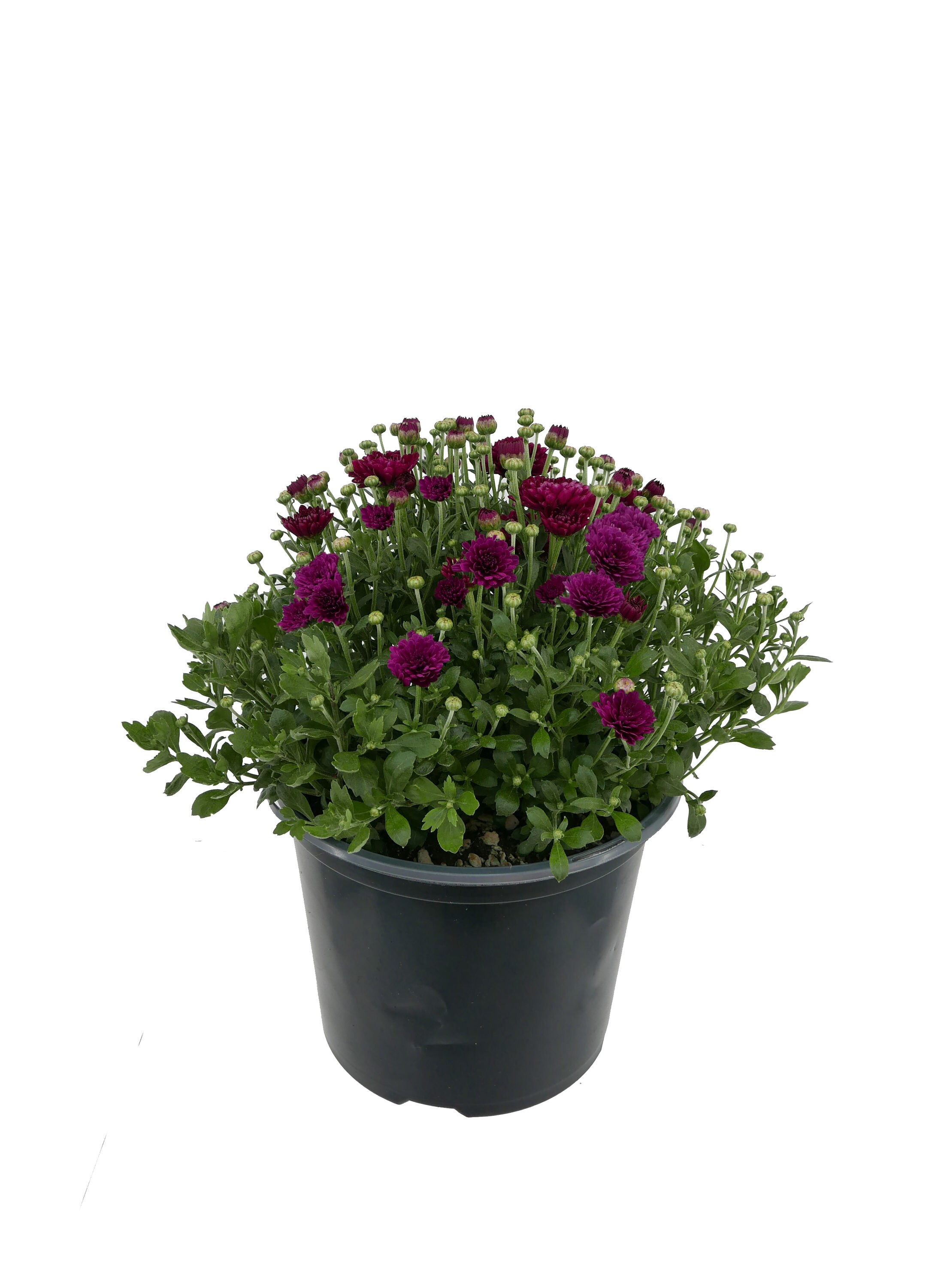  2462 annuals - View #5