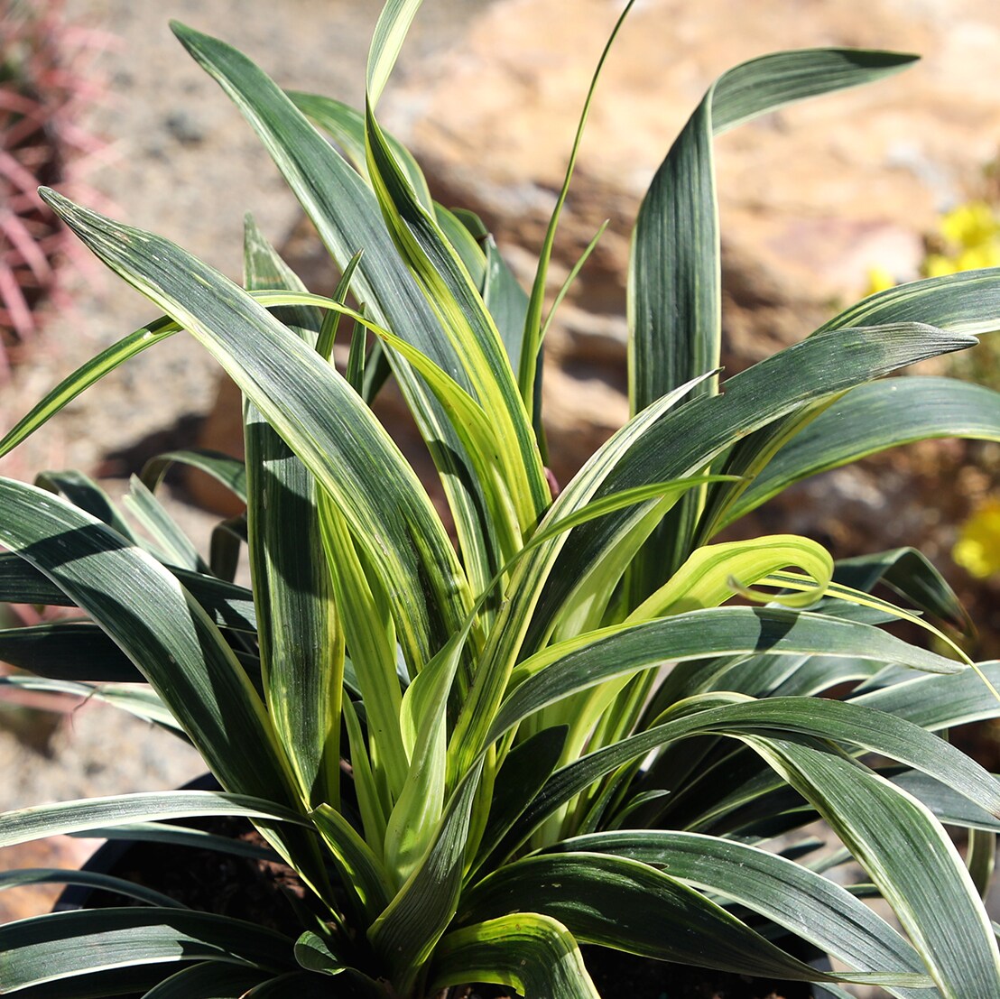 Altman Plants 0873147 shrubs - View #2
