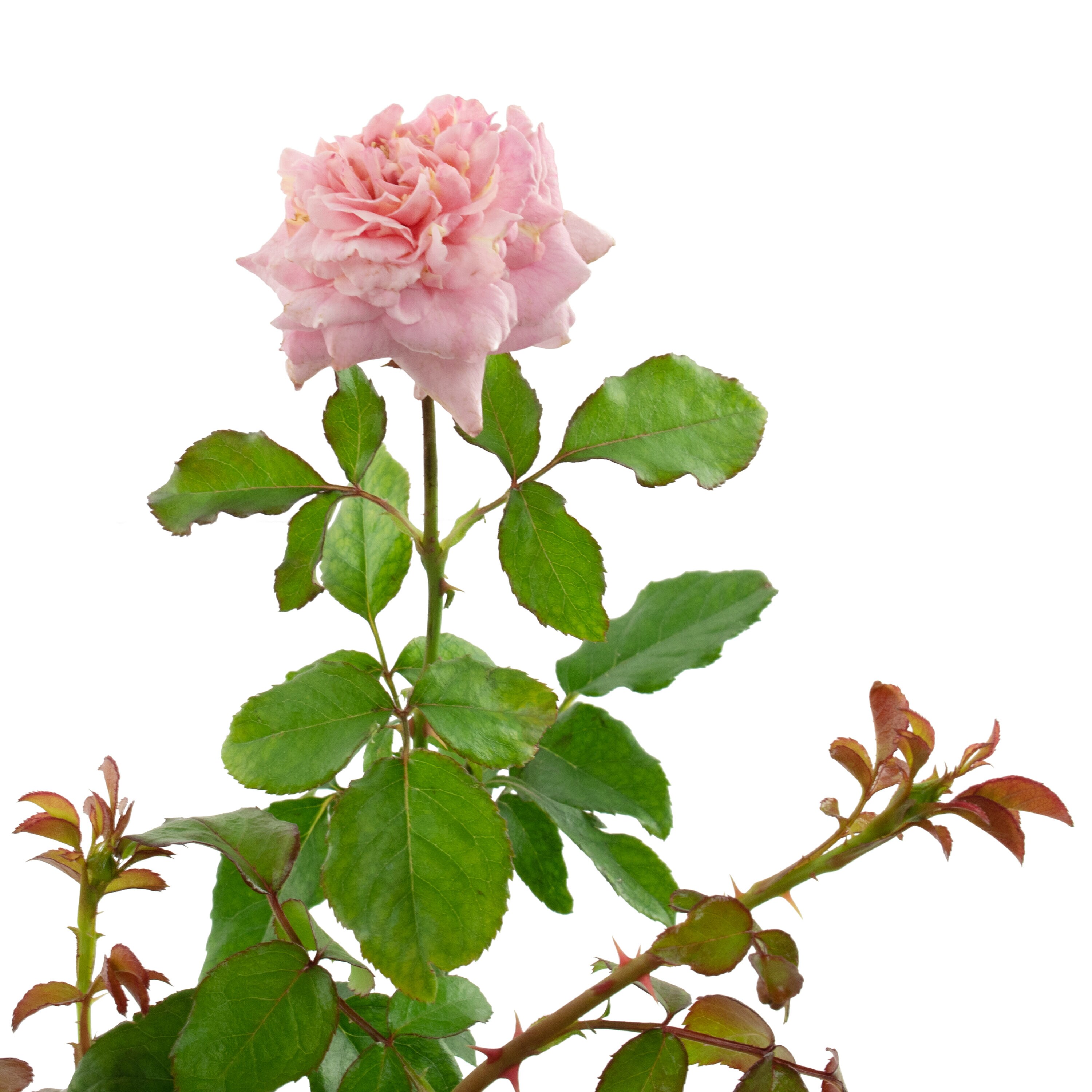 National Plant Network LW1283 roses - View #2