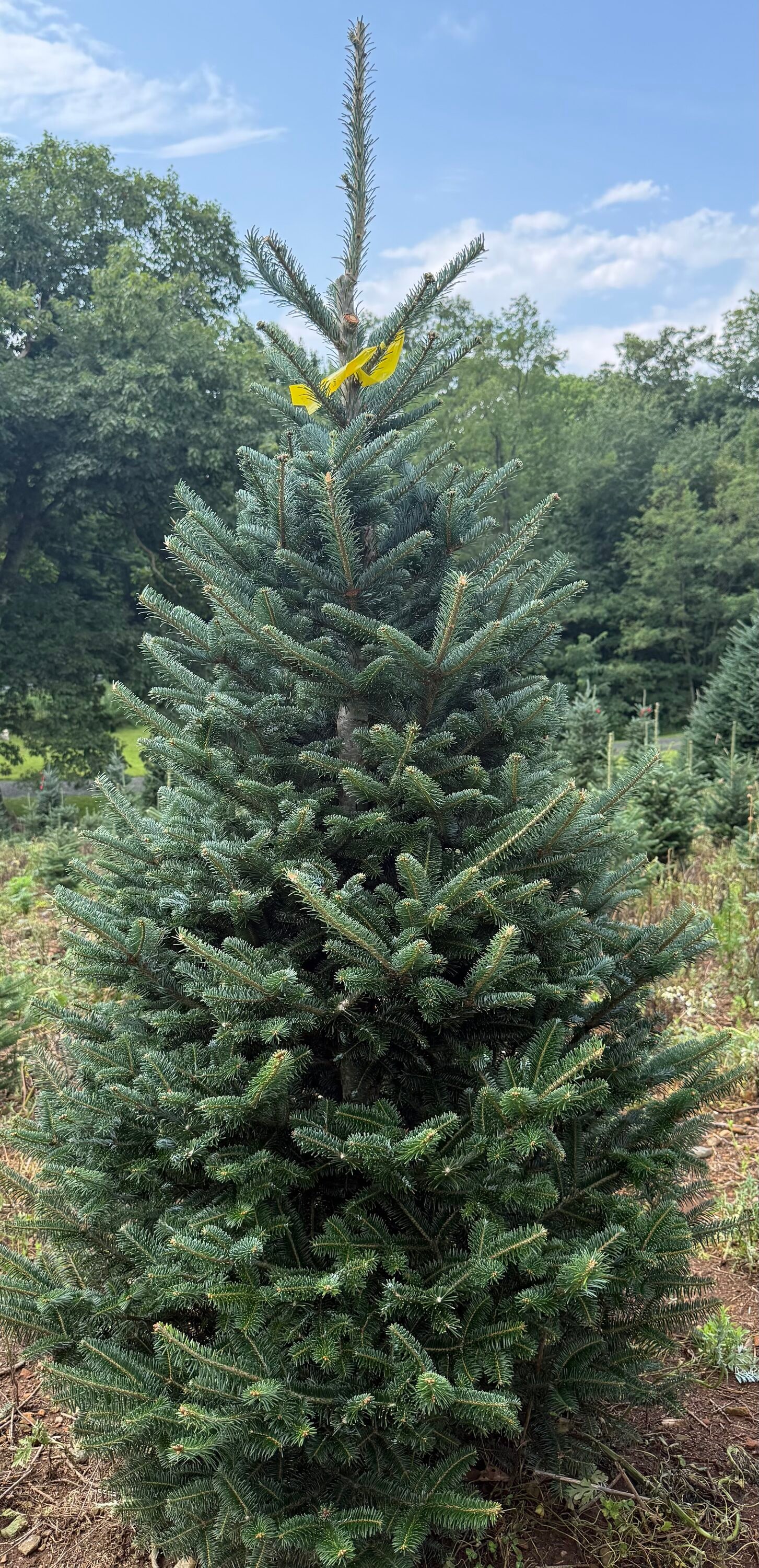 Christmas Greens 10-ft x 8-ft Fraser fir Full Real Christmas Tree