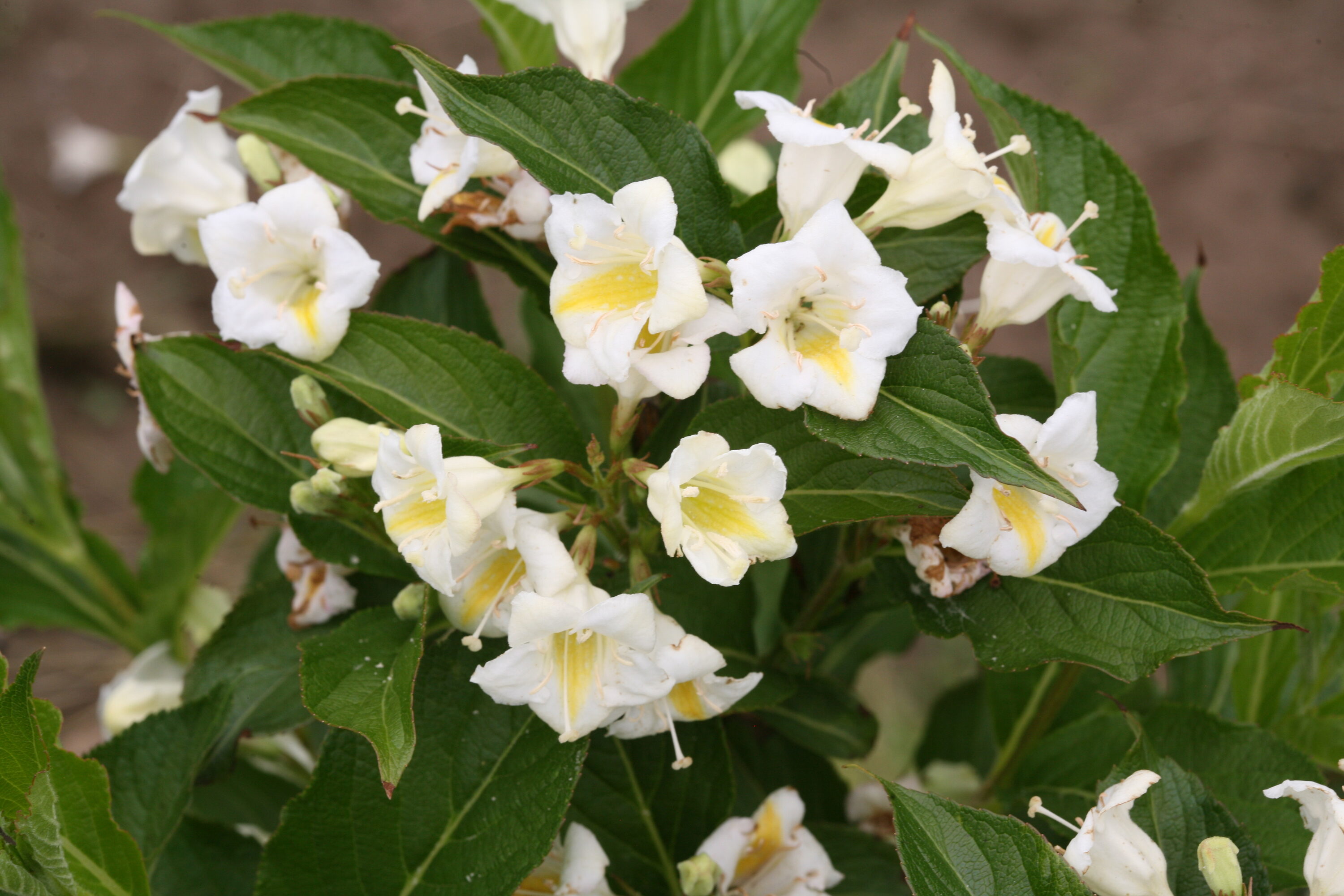 Proven Winners WEIPRC1207800 shrubs - View #4