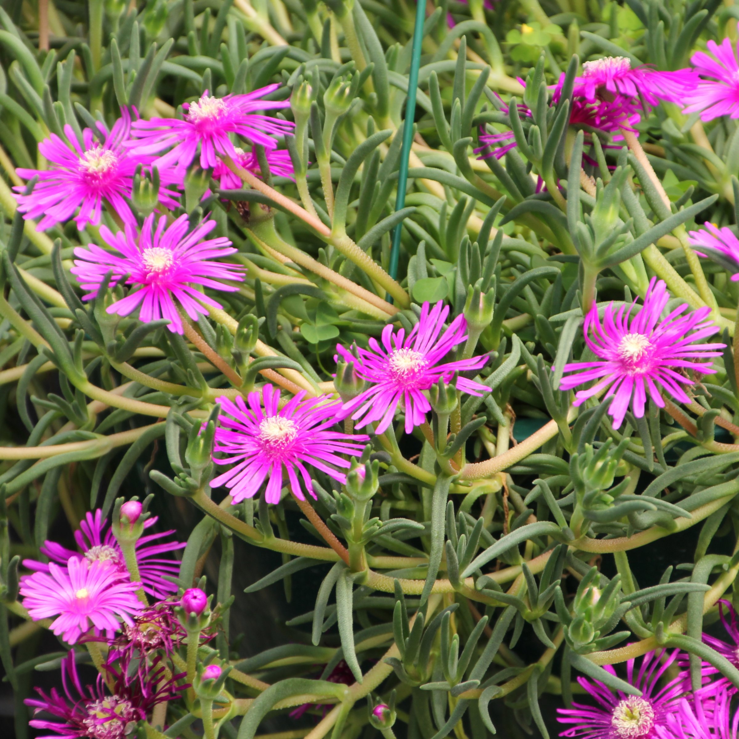 National Plant Network LW2202 perennials - View #10