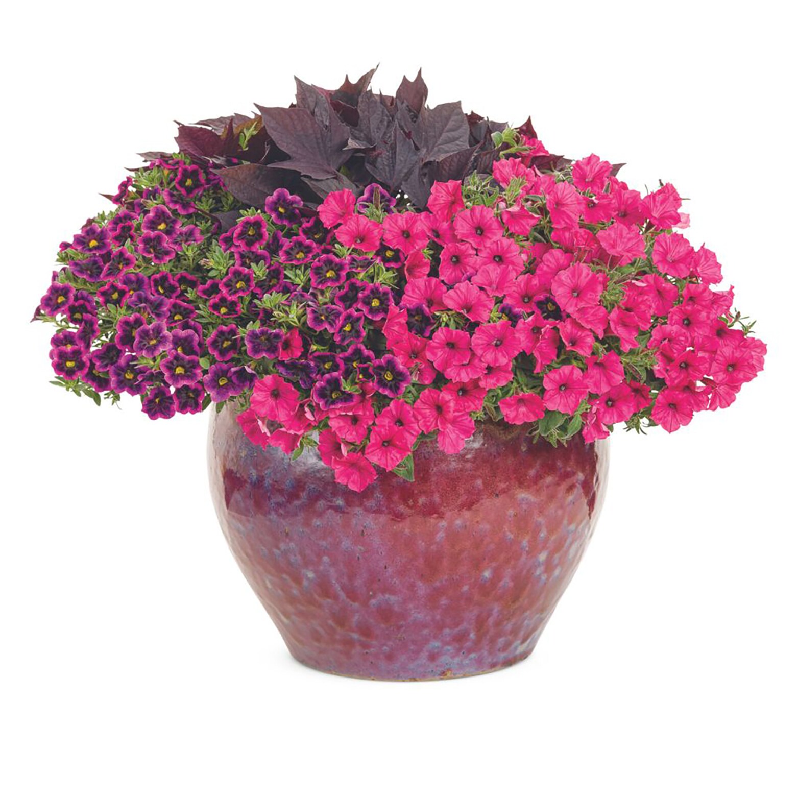 Proven Winners BELPRW3107504 annuals - View #4
