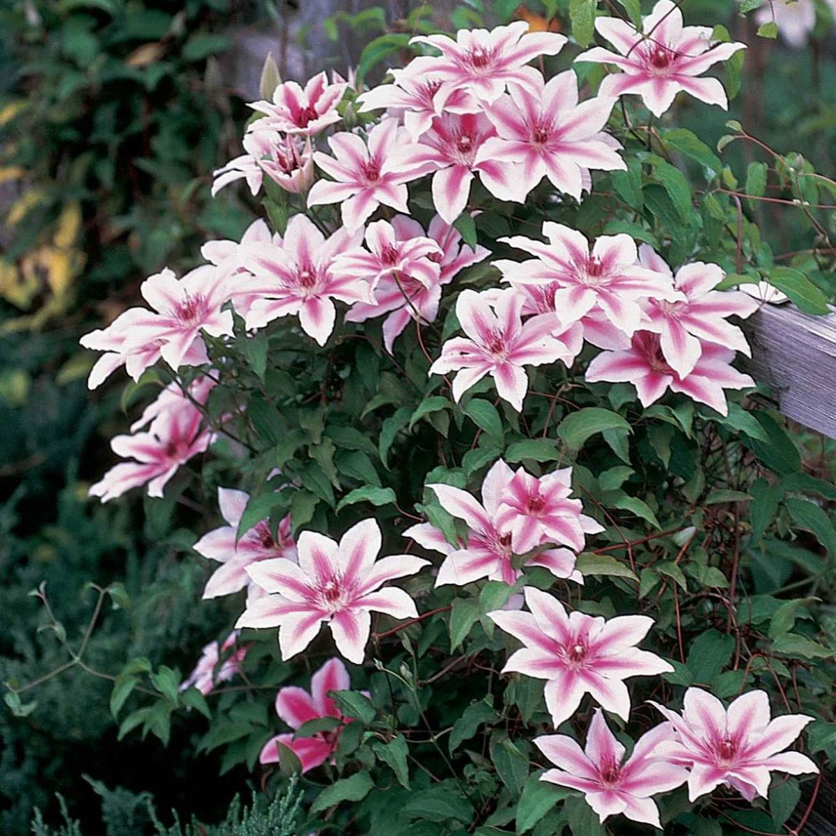 Spring Hill Nurseries 66452 Caraby Clemtis Vine in 1-Pack Bareroot