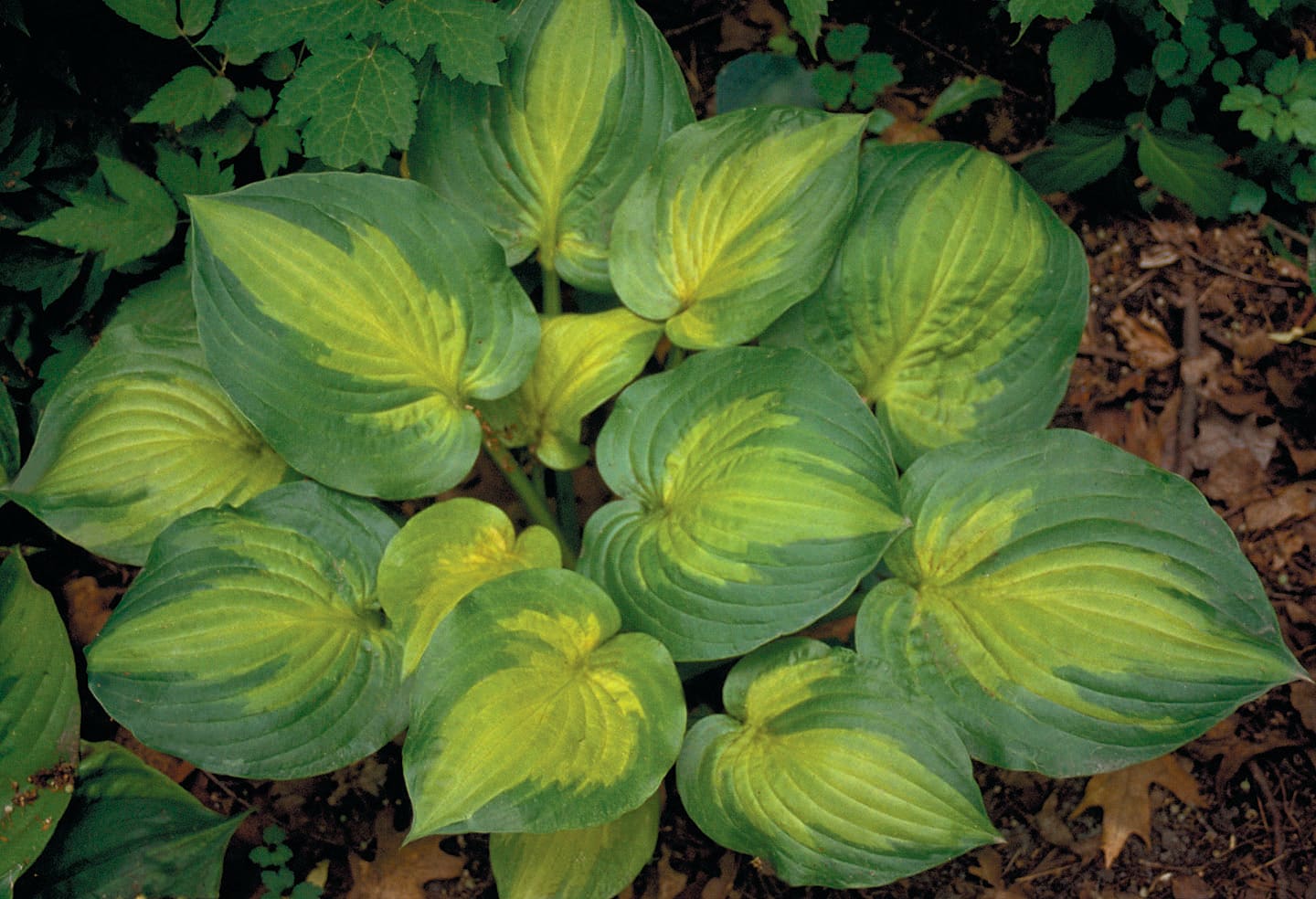 Windmill CP-355-LO perennials - View #3