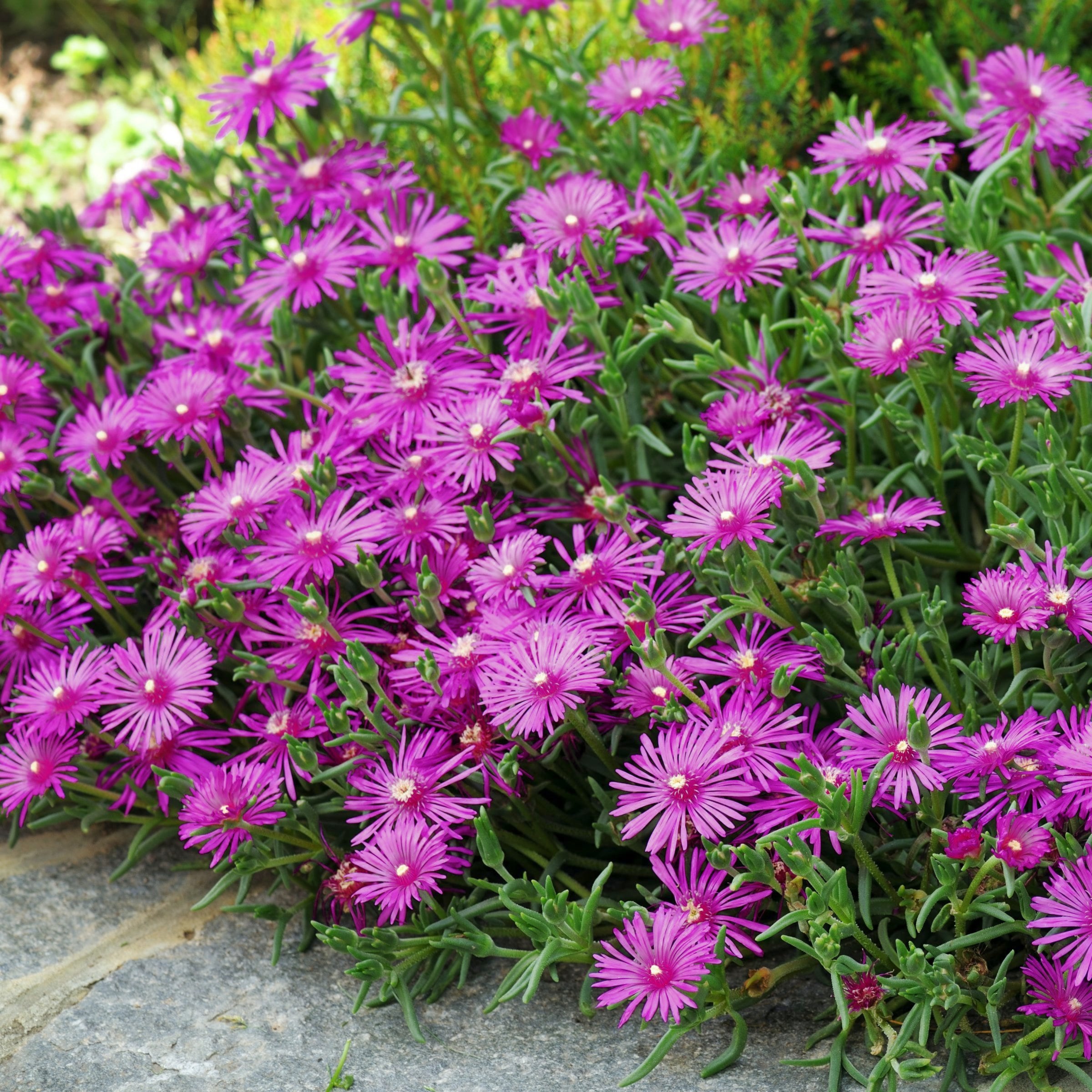 National Plant Network LW2202 perennials - View #5