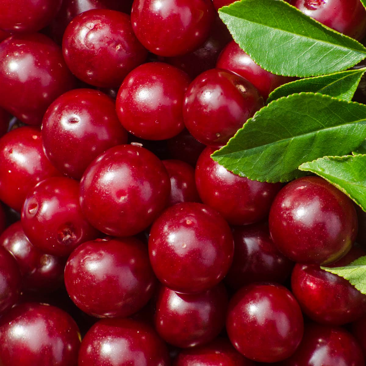 Gurney's Seed and Nursery 80109 1 -Pack Cherry Plant in Bareroot Spring