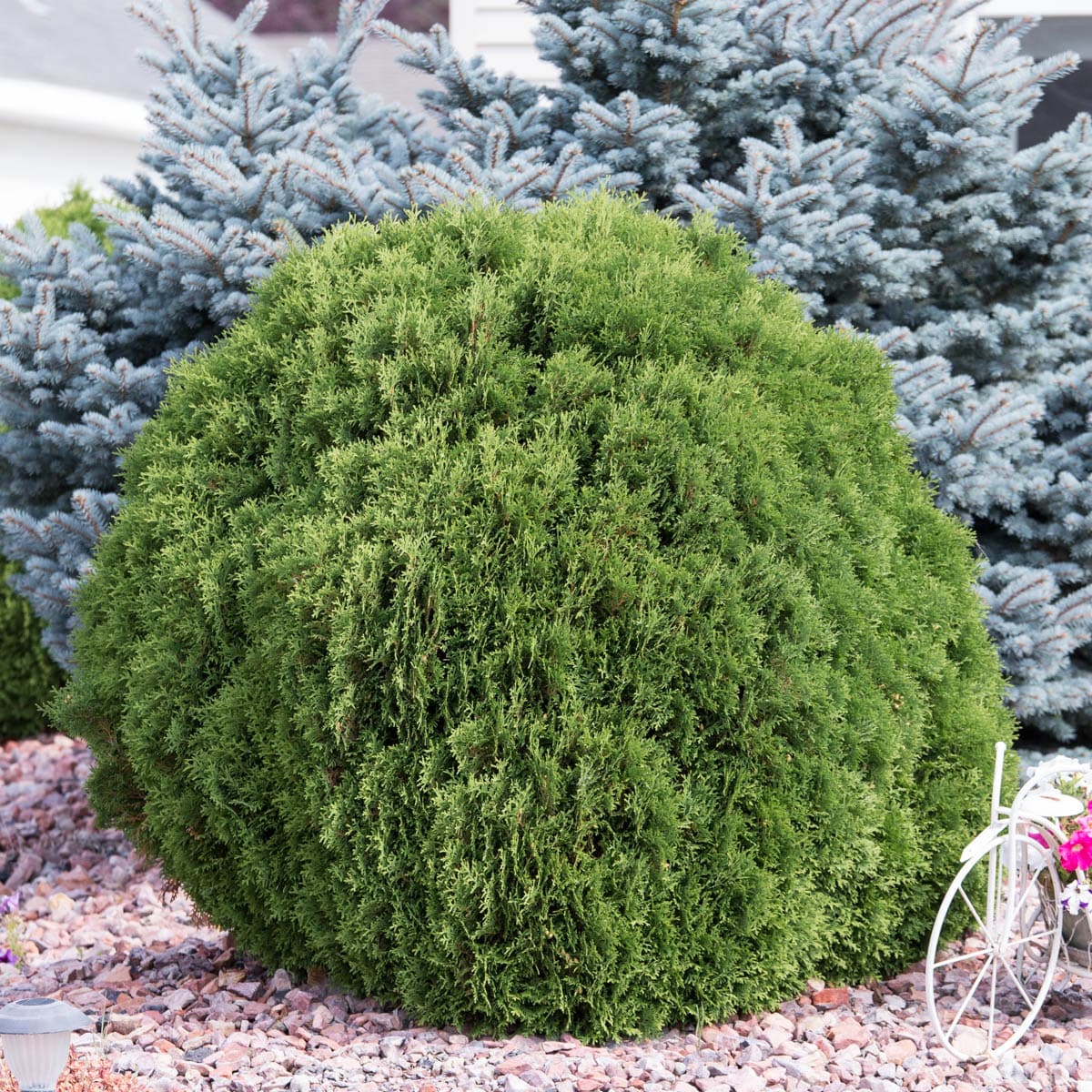 Woodward Globe Arborvitae Evergreen Shrub 9-in Plants, Bulbs & Seeds at ...