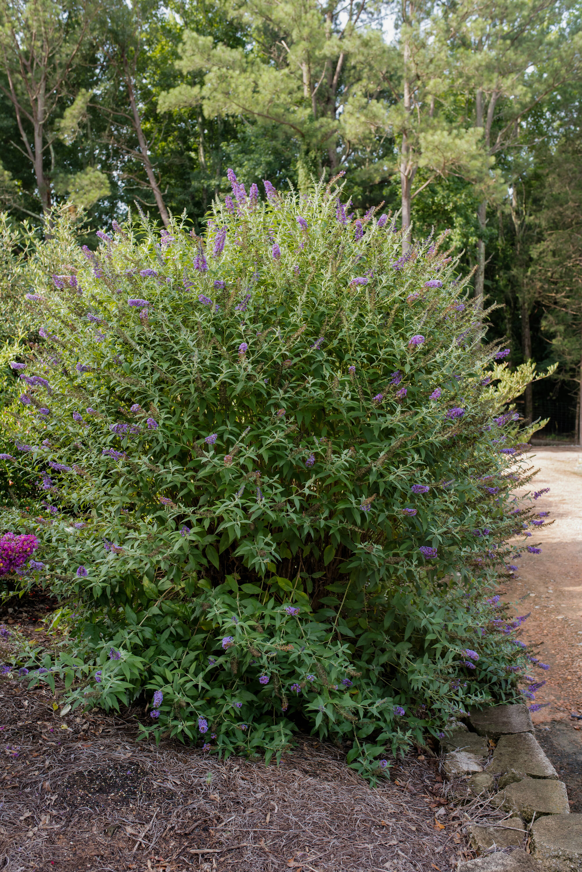Lowe's NURSERY shrubs - View #3