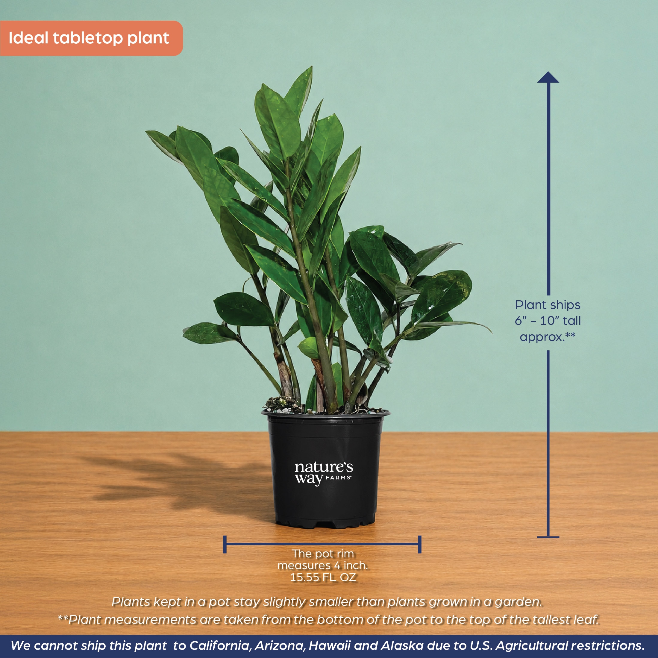 Nature's Way Farms ZZ Plant House plant in 4 Inch(es) Pot 1 -Pack