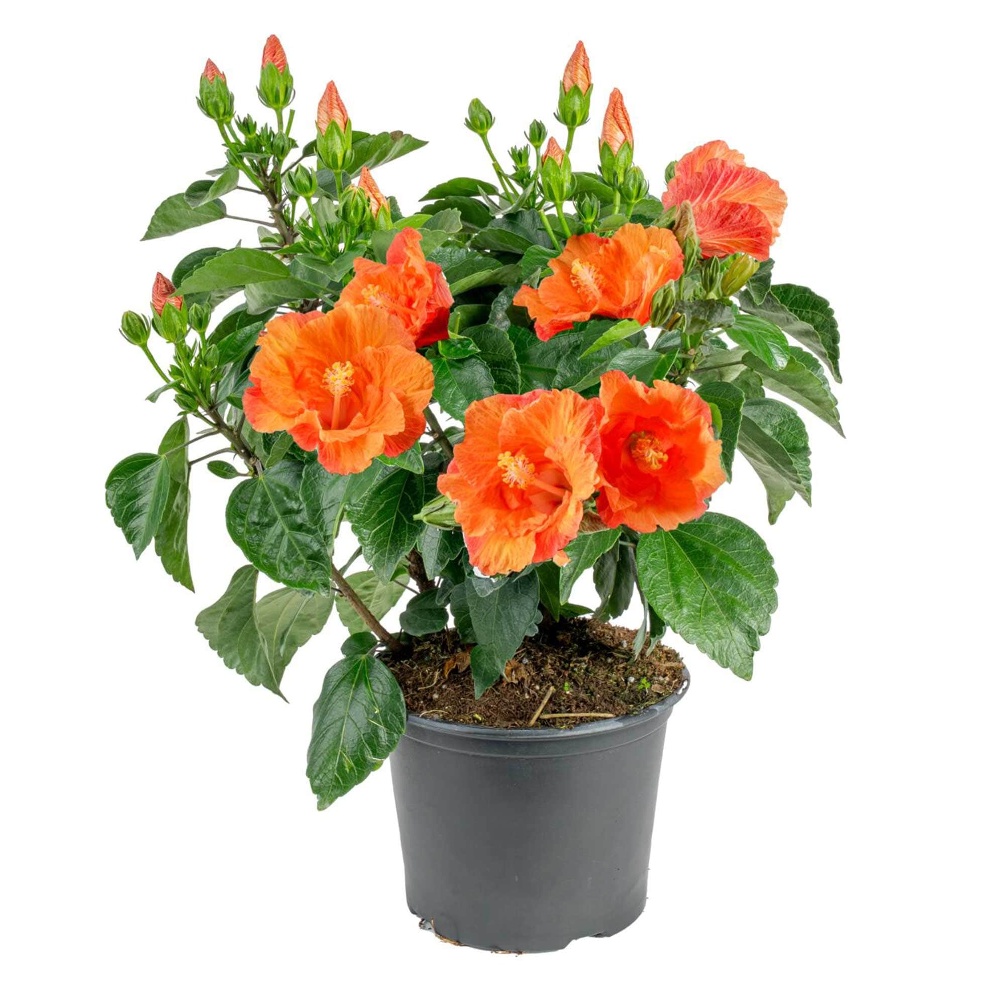 Costa Farms CO.3QTHIB.1.YLW.GP Hibiscus Flowering Shrub in 3 -Quart Pot 1 -Pack