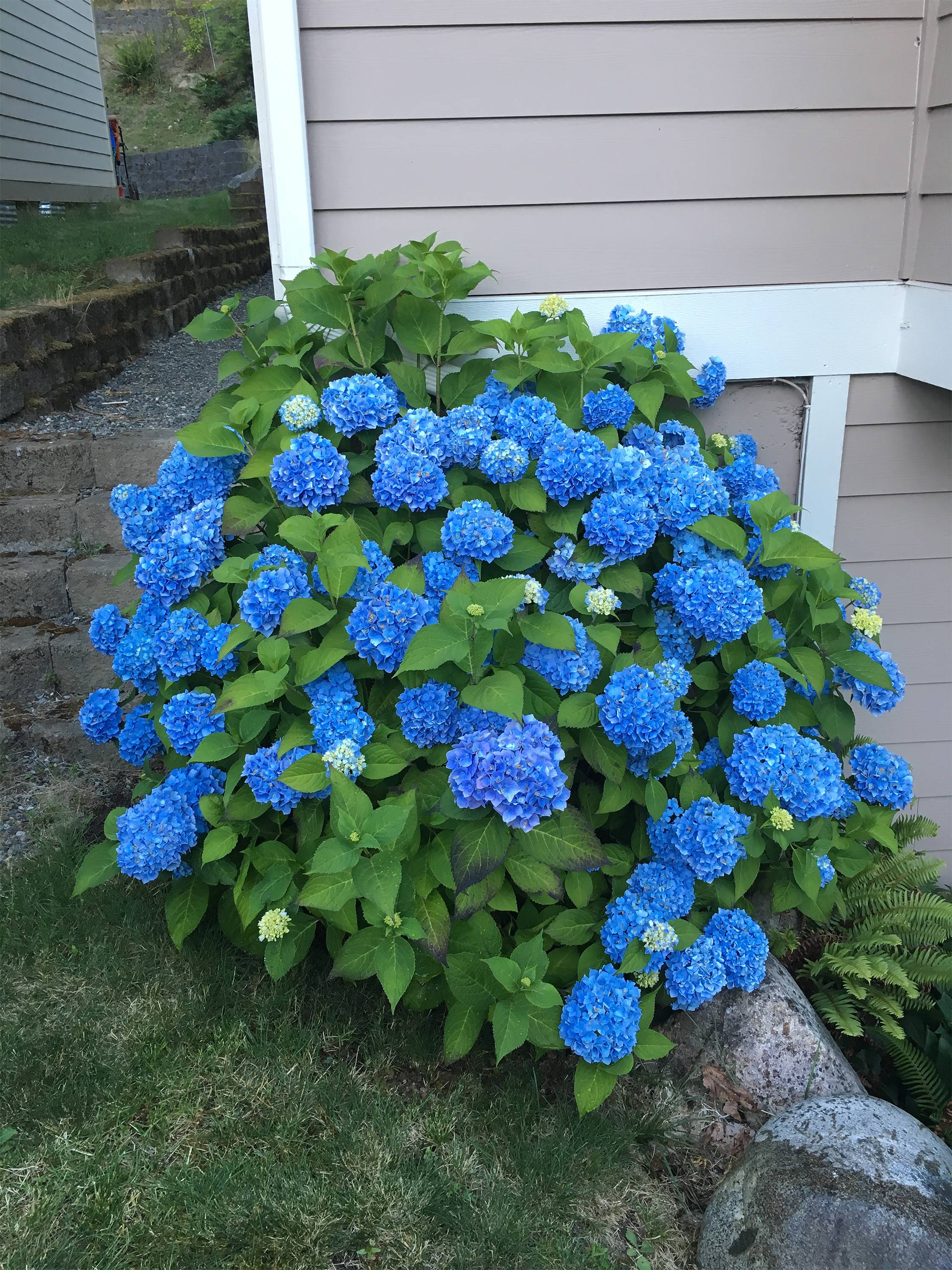 Image of Lowe's Endless Summer Hydrangea in full bloom, blue flowers