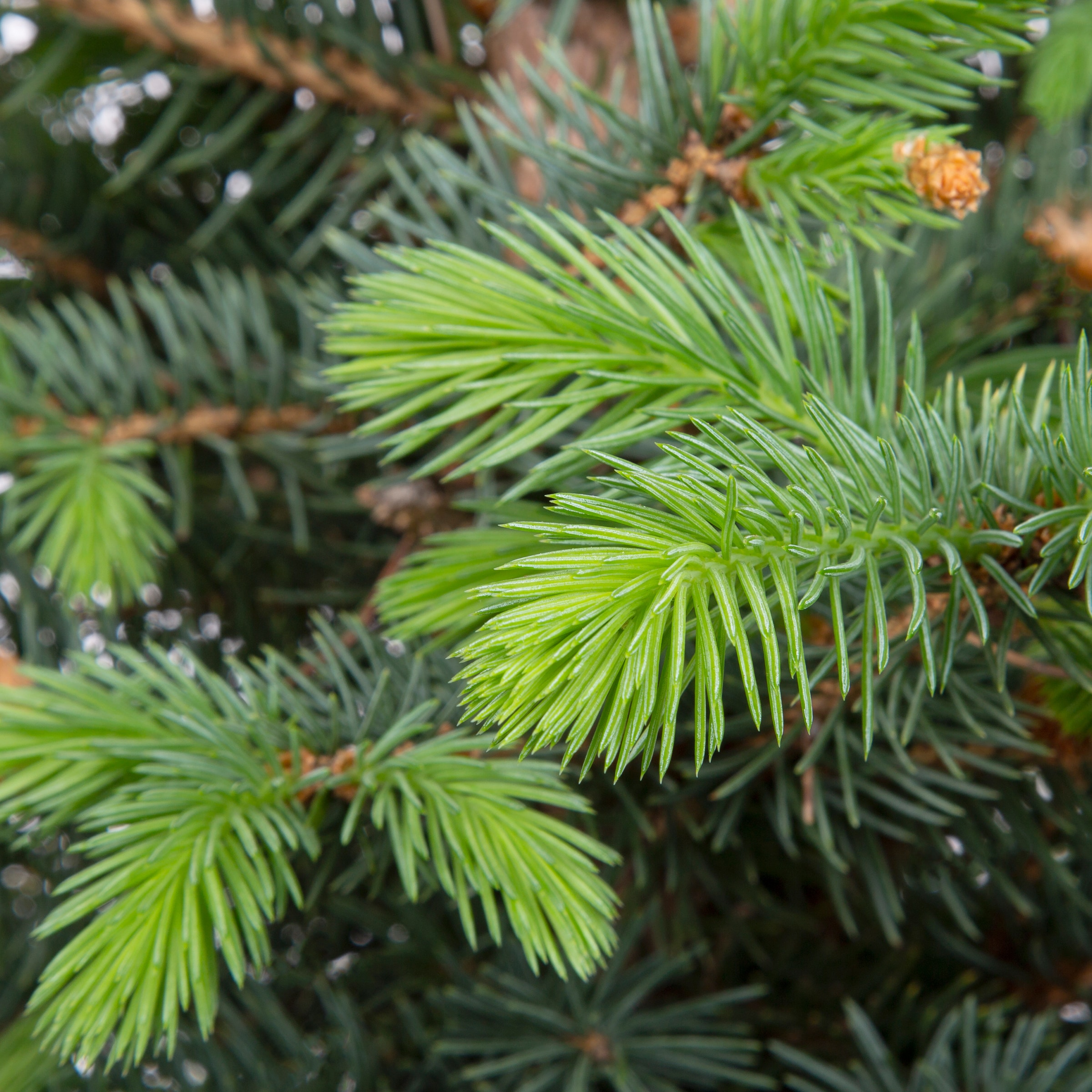 Lowe's 19.09-Gallon (s) Feature Hoopsi Blue Spruce In Pot (With Soil ...