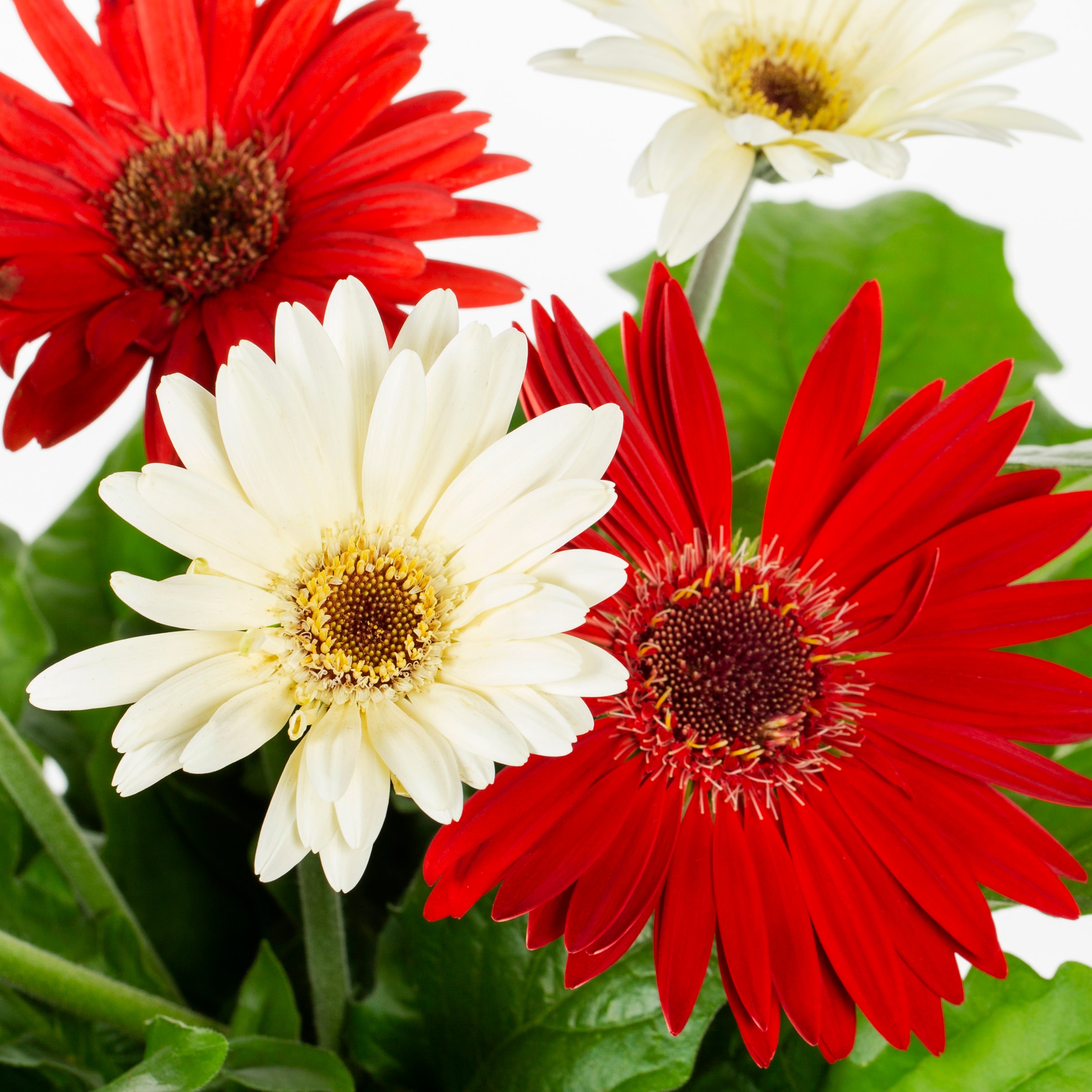 Lowe's 411879 annuals - View #2