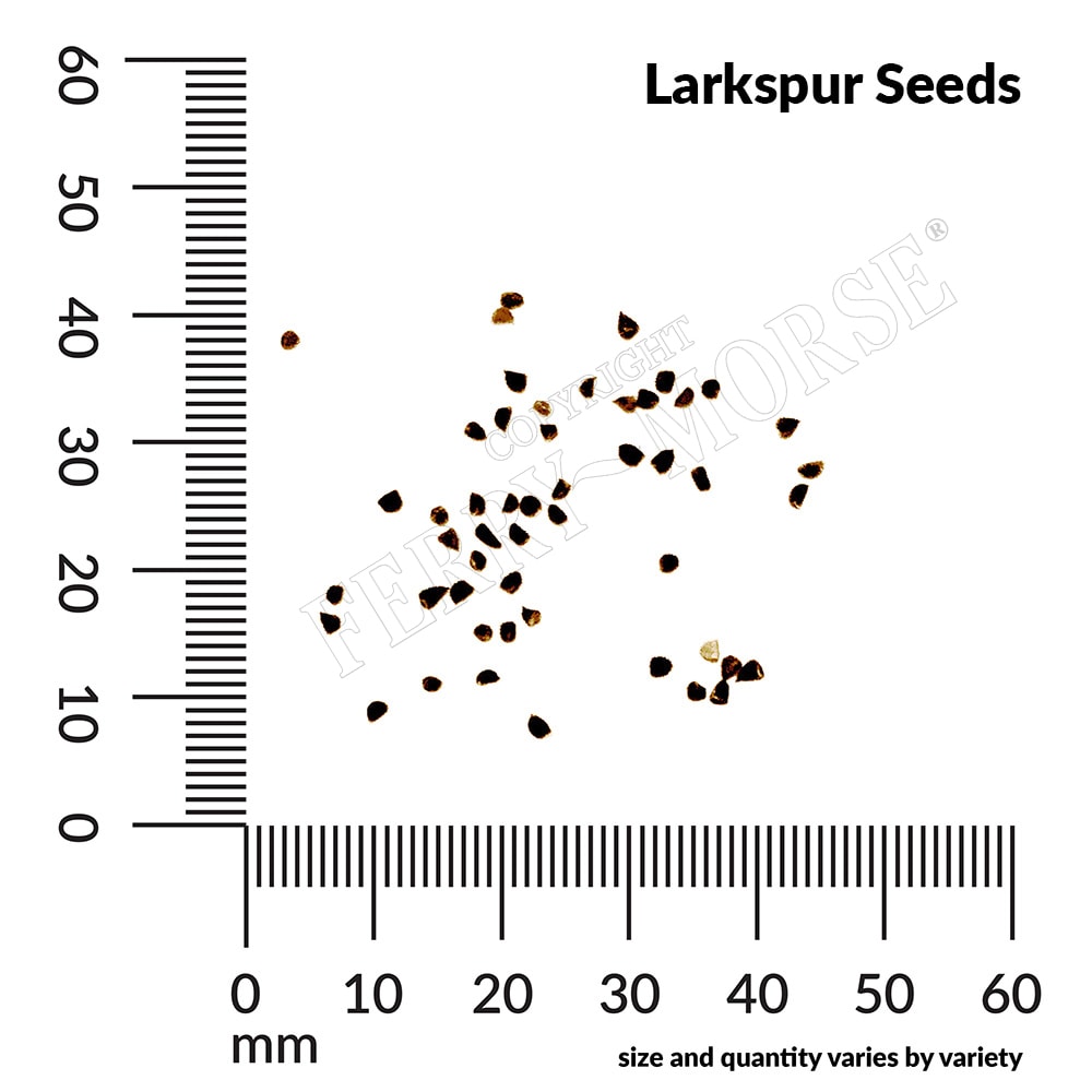 Ferry-Morse LC25.5894 seeds - View #4