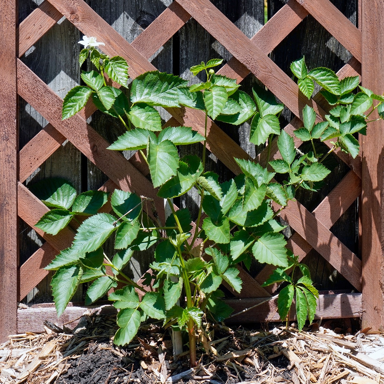 Perfect Plants LOPRIMEARKBLACKBRY3G shrubs - View #5
