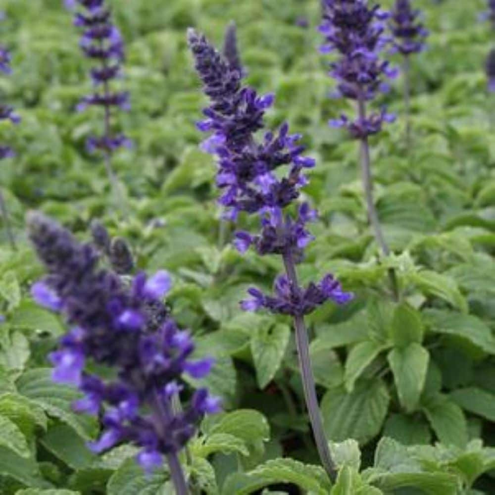  468408 Multicolor Lobelia in 2.5 Quart(s) Pot 1 -Pack