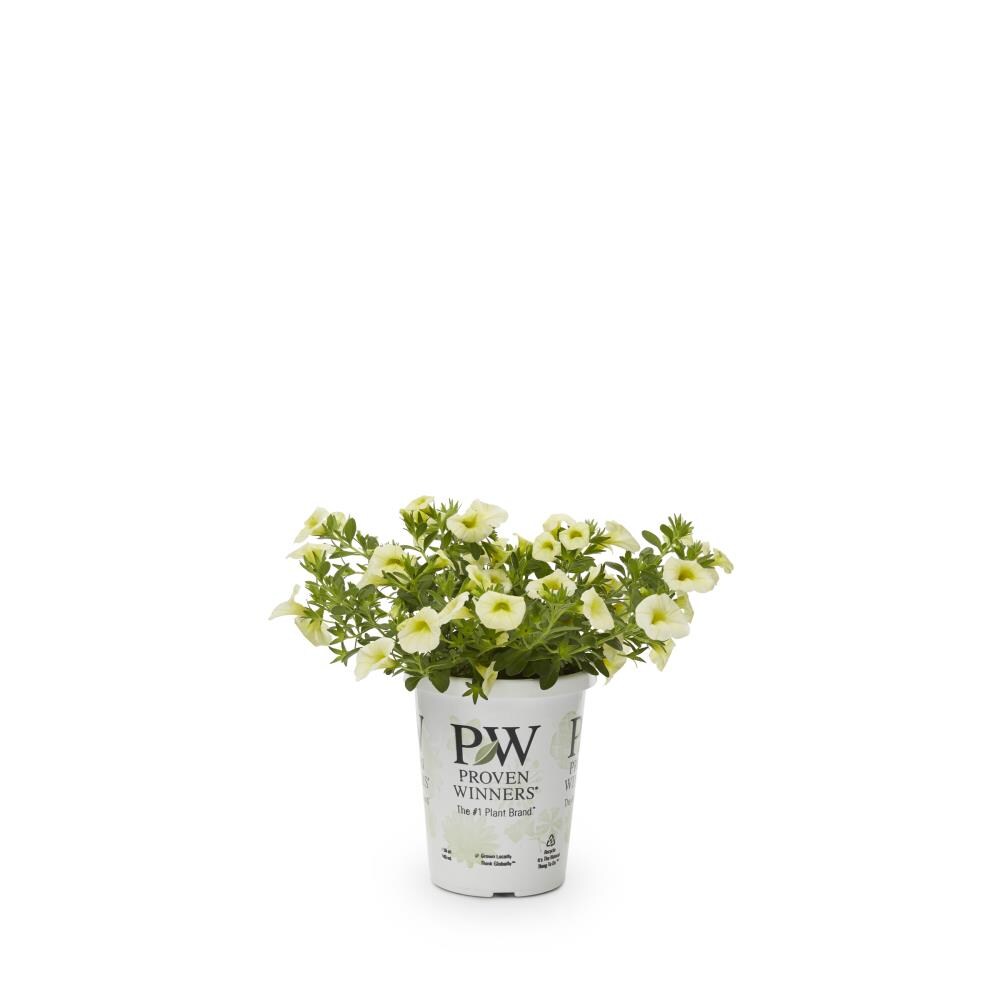 Lowe's NURSERY annuals - View #9