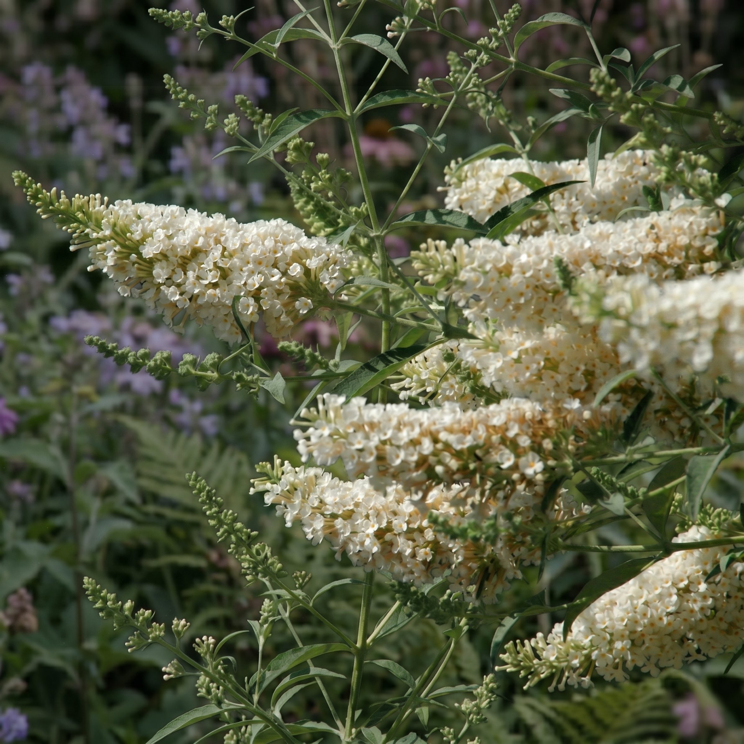 National Plant Network LW3478 perennials - View #4