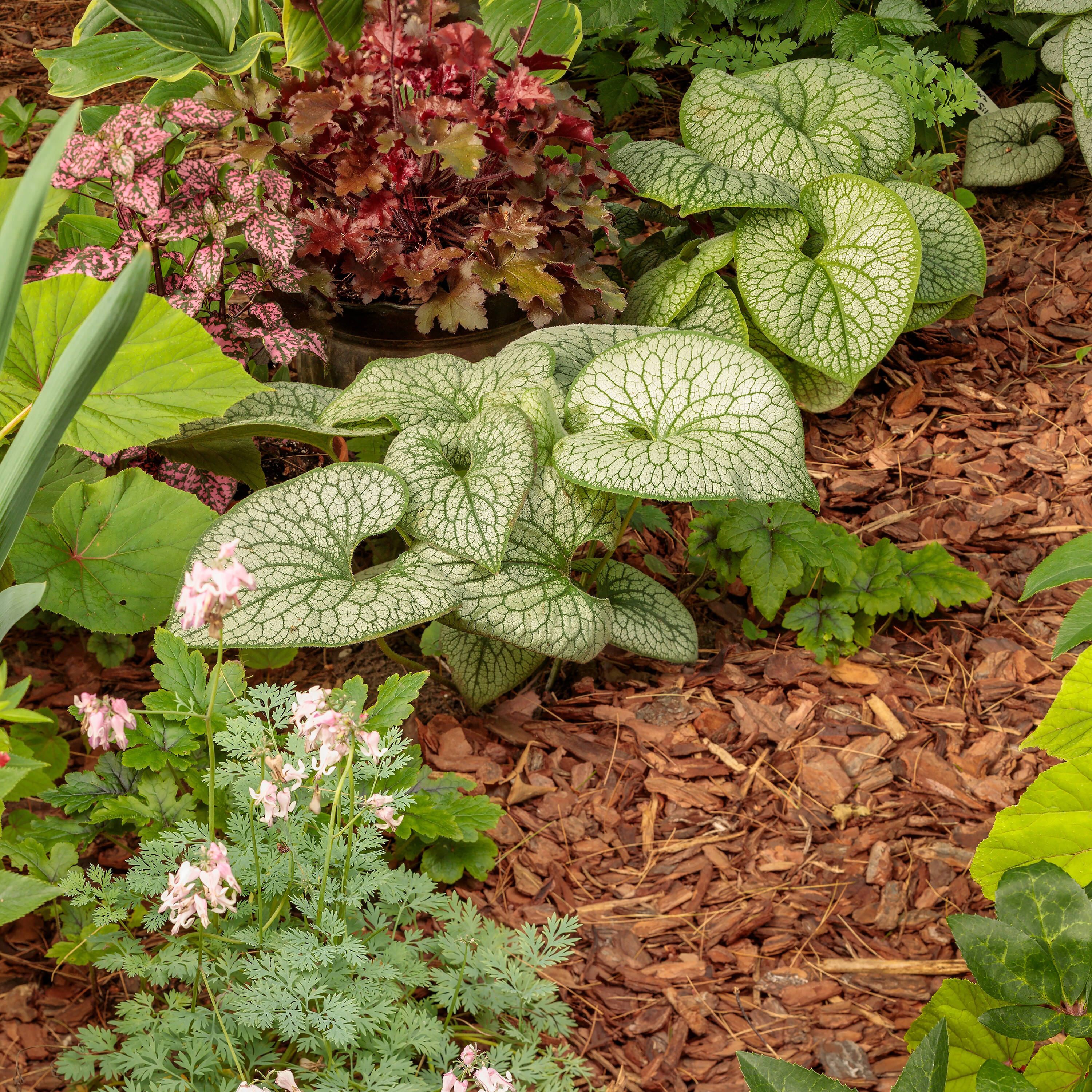 Proven Winners BRUPWP1016102 perennials - View #2
