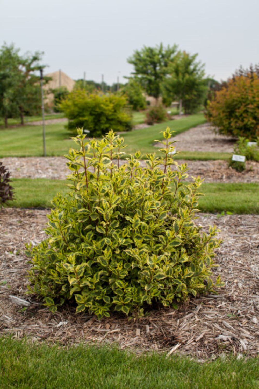 Lowe's NURSERY shrubs - View #11