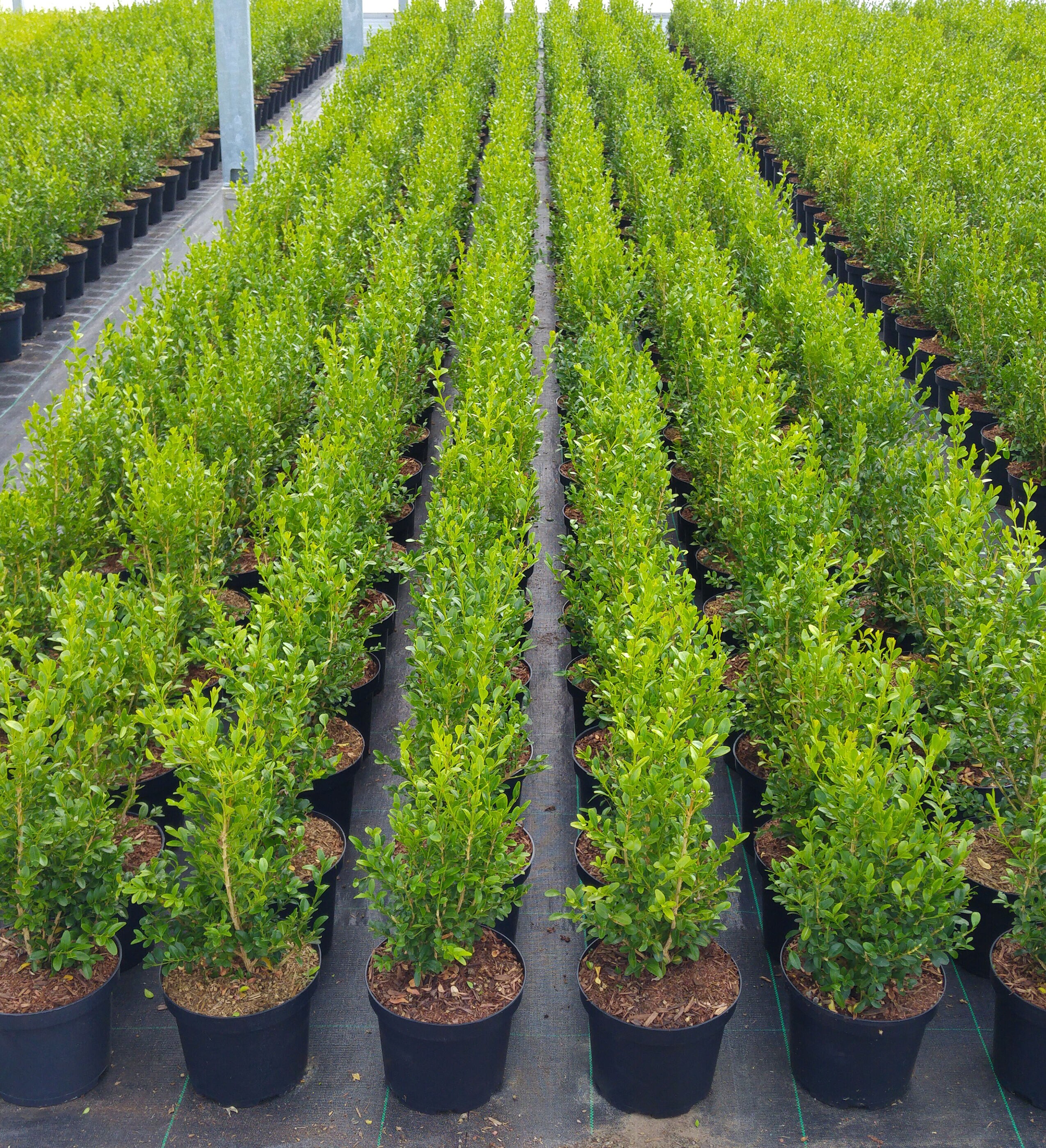 Better BOXWOOD 9066Q-1 shrubs - View #7
