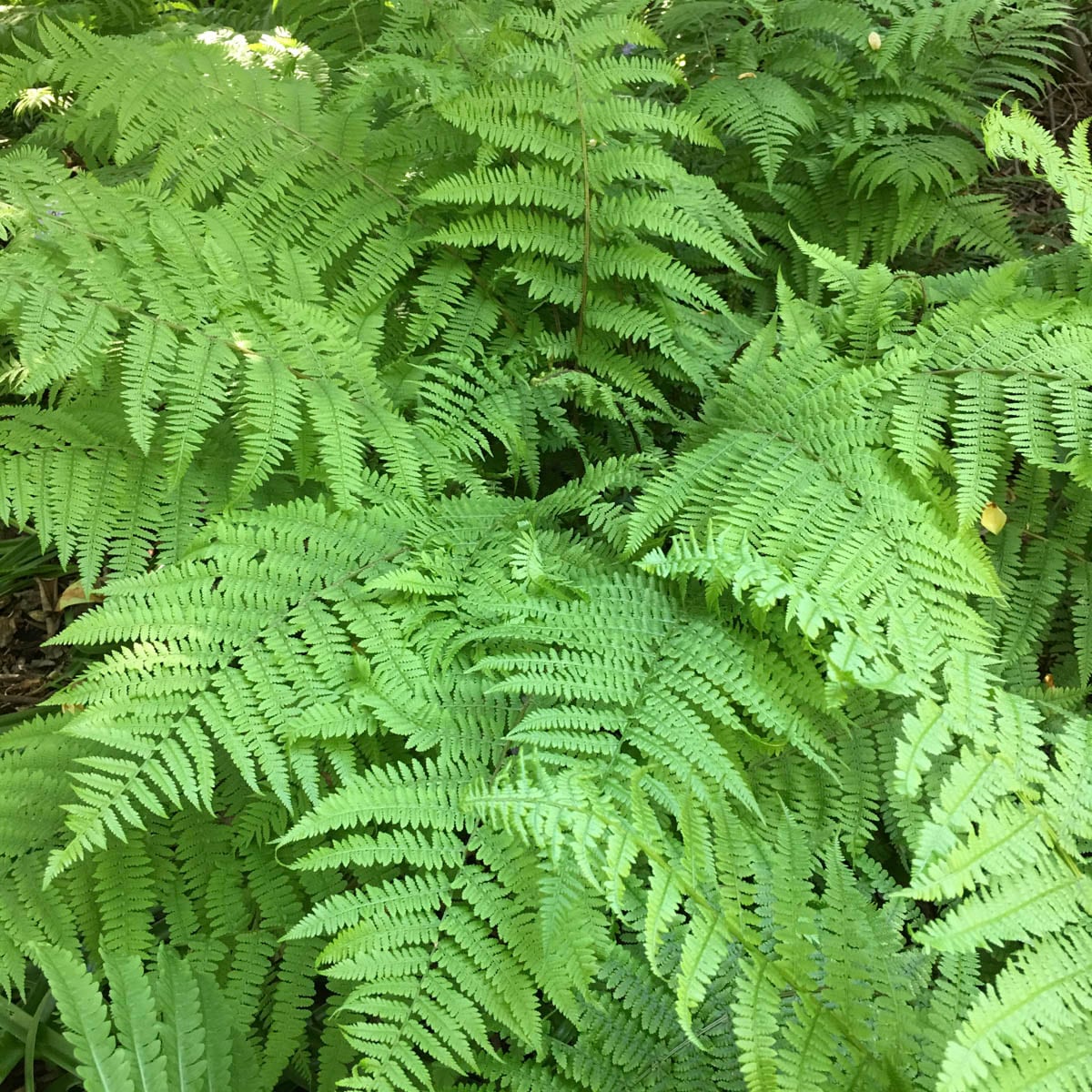 Breck's 90327 Leatherwood Fern Dormant Perennial Plant in 1 -Pack Bareroot 5 -Pack