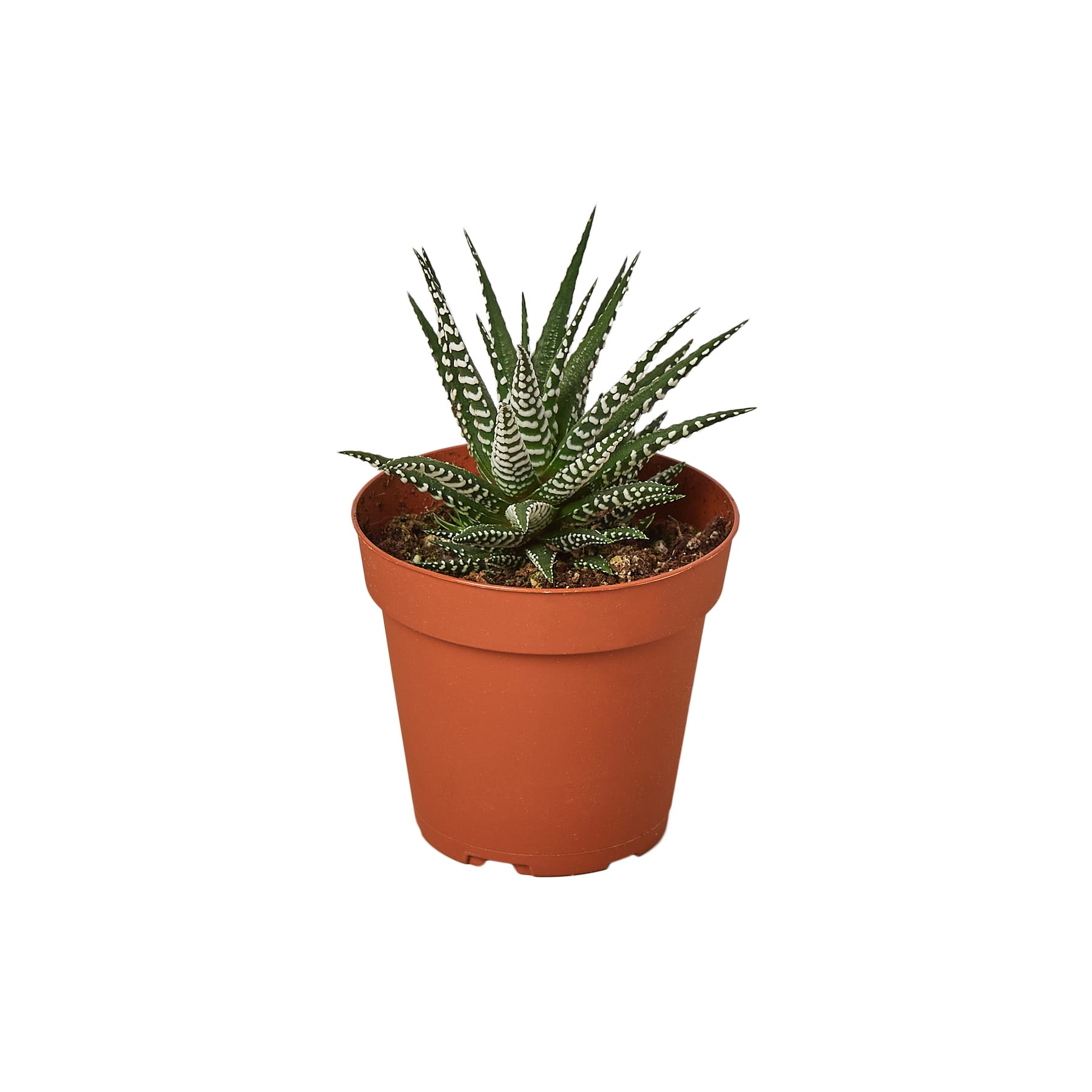 House Plant Shop 209 Zebra Succulent House Plant in 1-Pack Pot