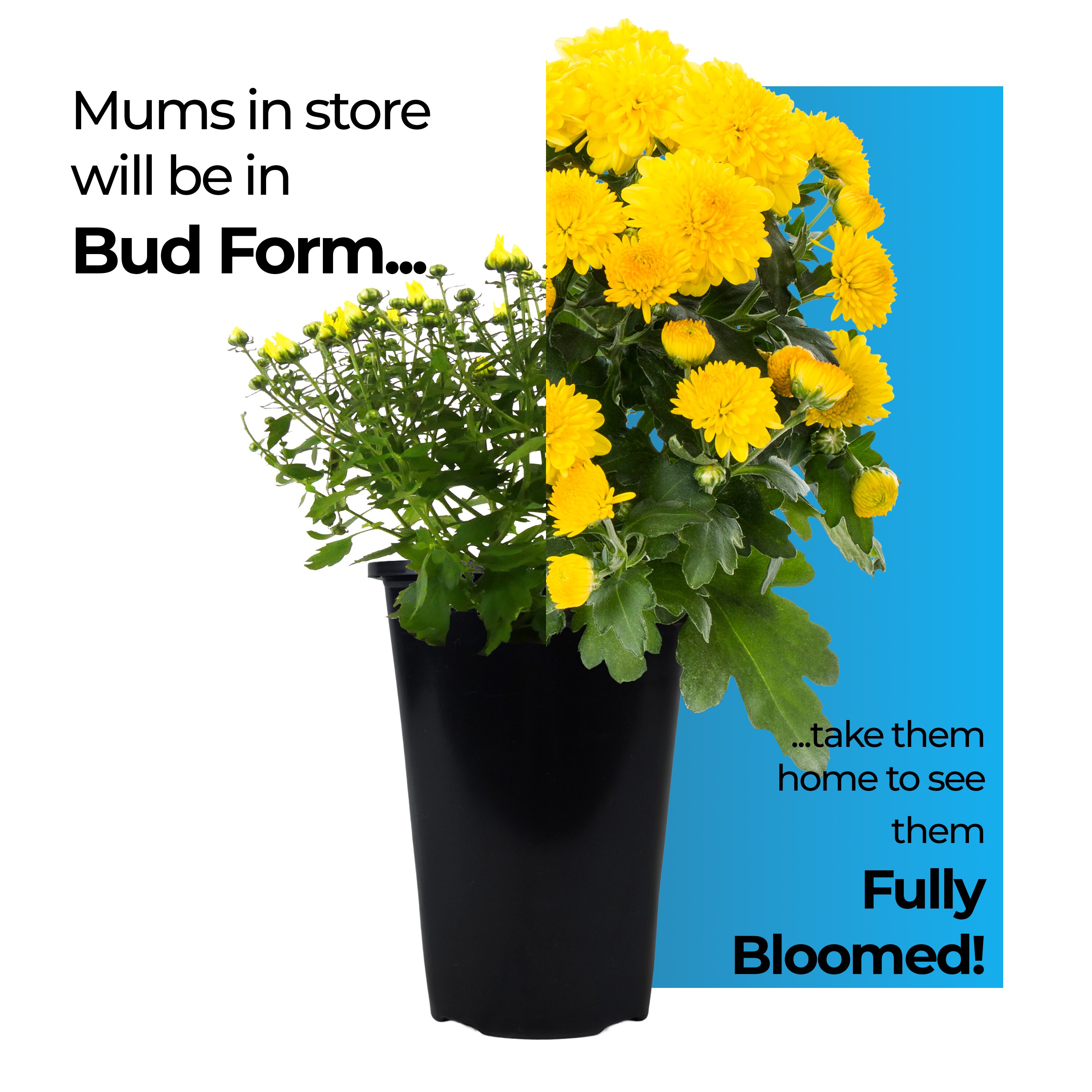 Lowe's NURSERY annuals - View #6