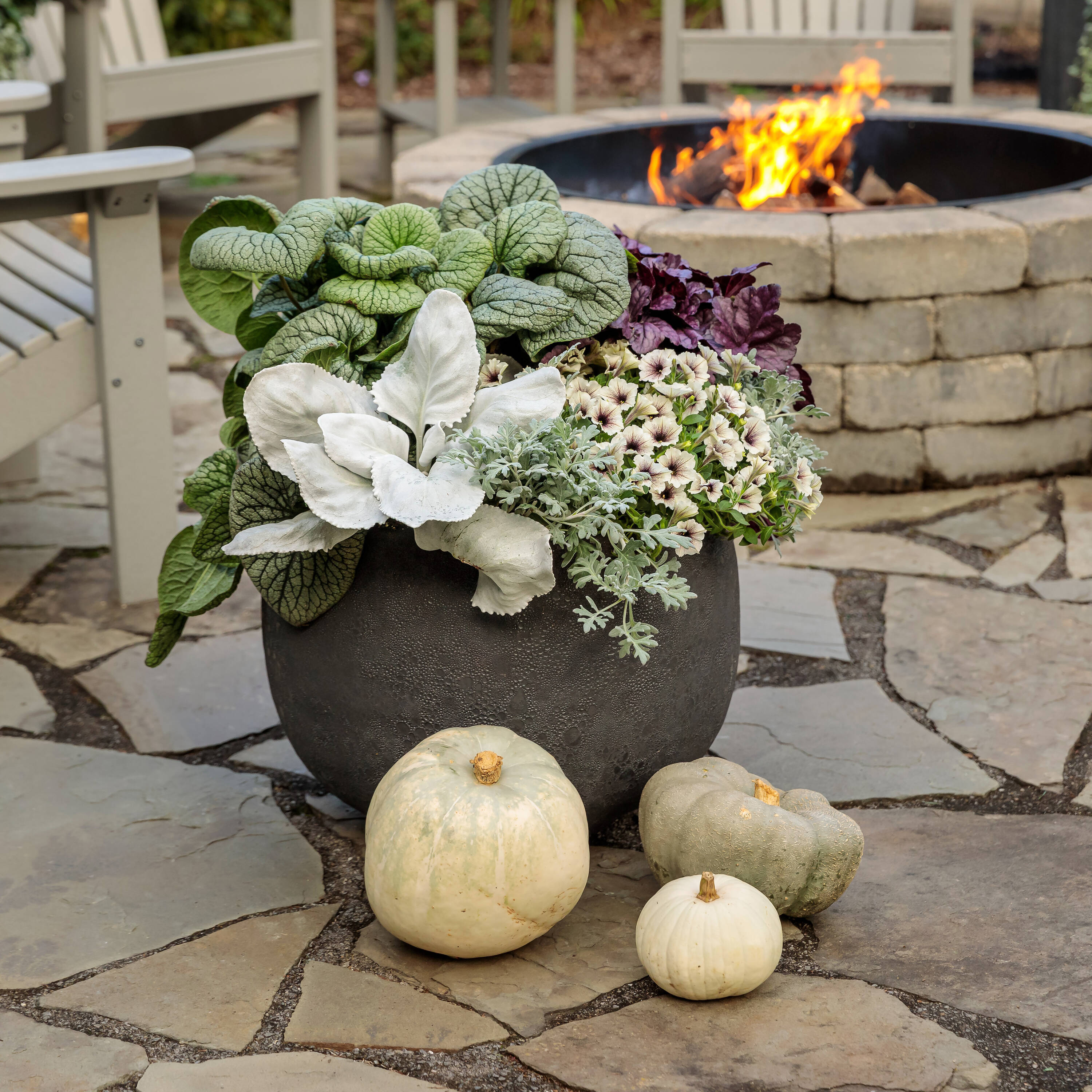 Proven Winners SENPRW0017100 annuals - View #4