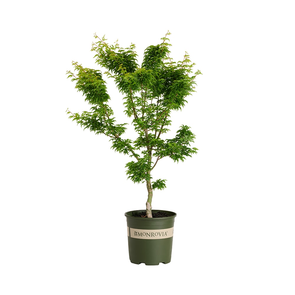 Monrovia 1.73 -Gallon Feature Japanese Maple Shishigashira In pot (with soil)