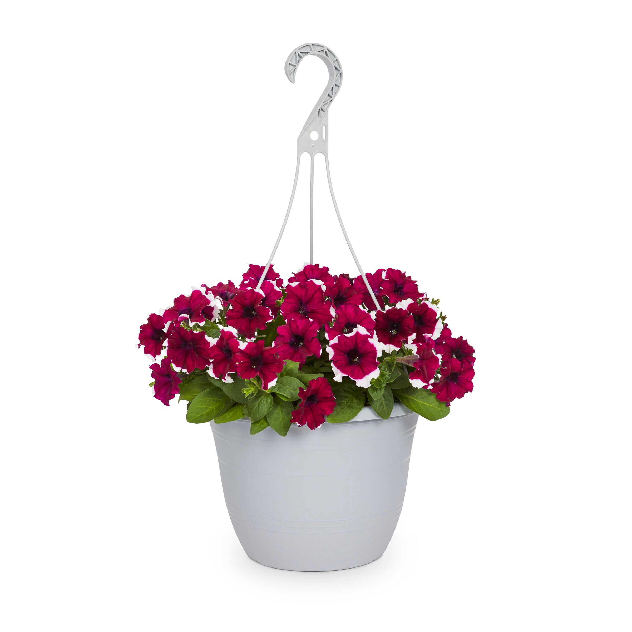 Lowe's Multicolor Petunia In 1.5-gallon (s) Hanging Basket In The 